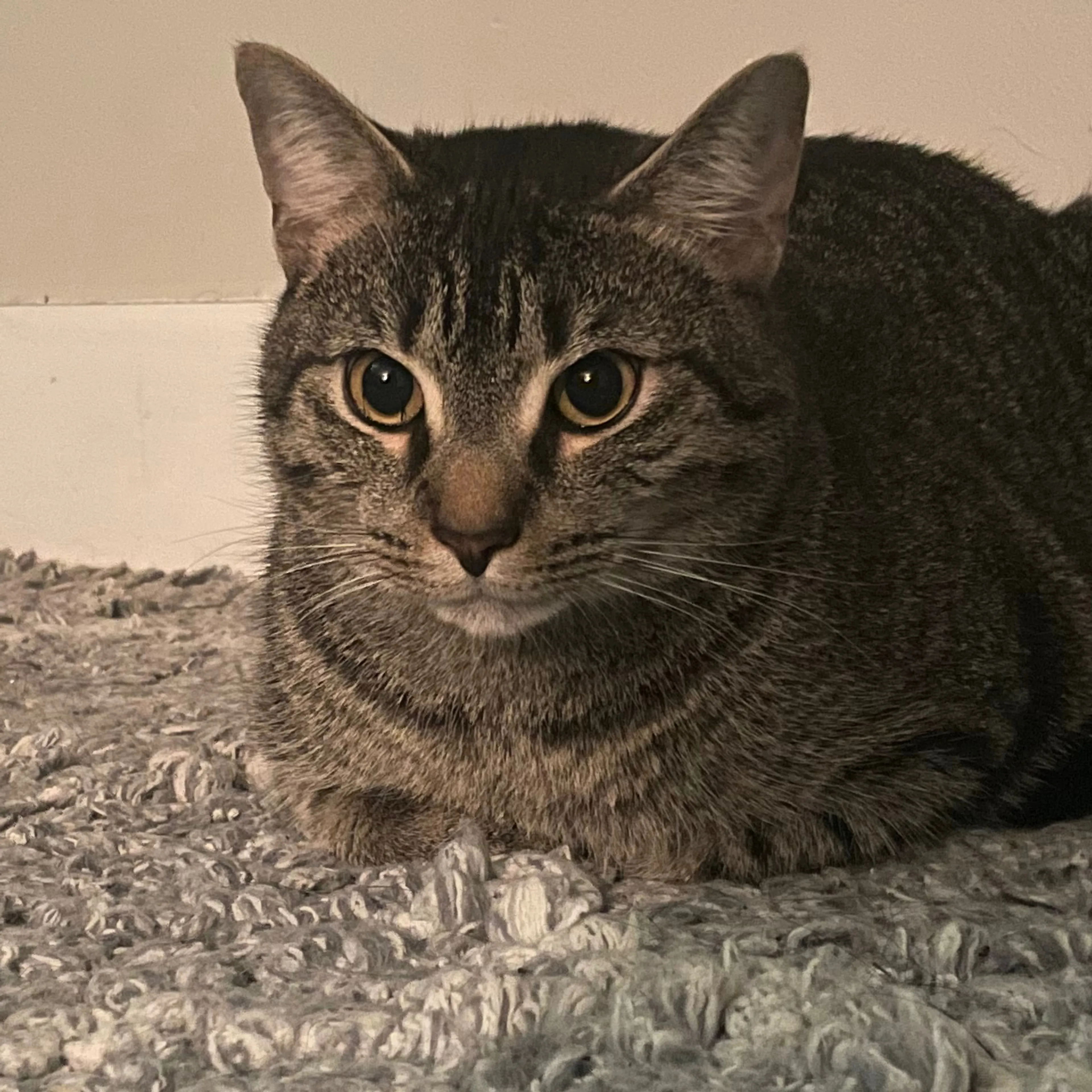 Lost pet-2