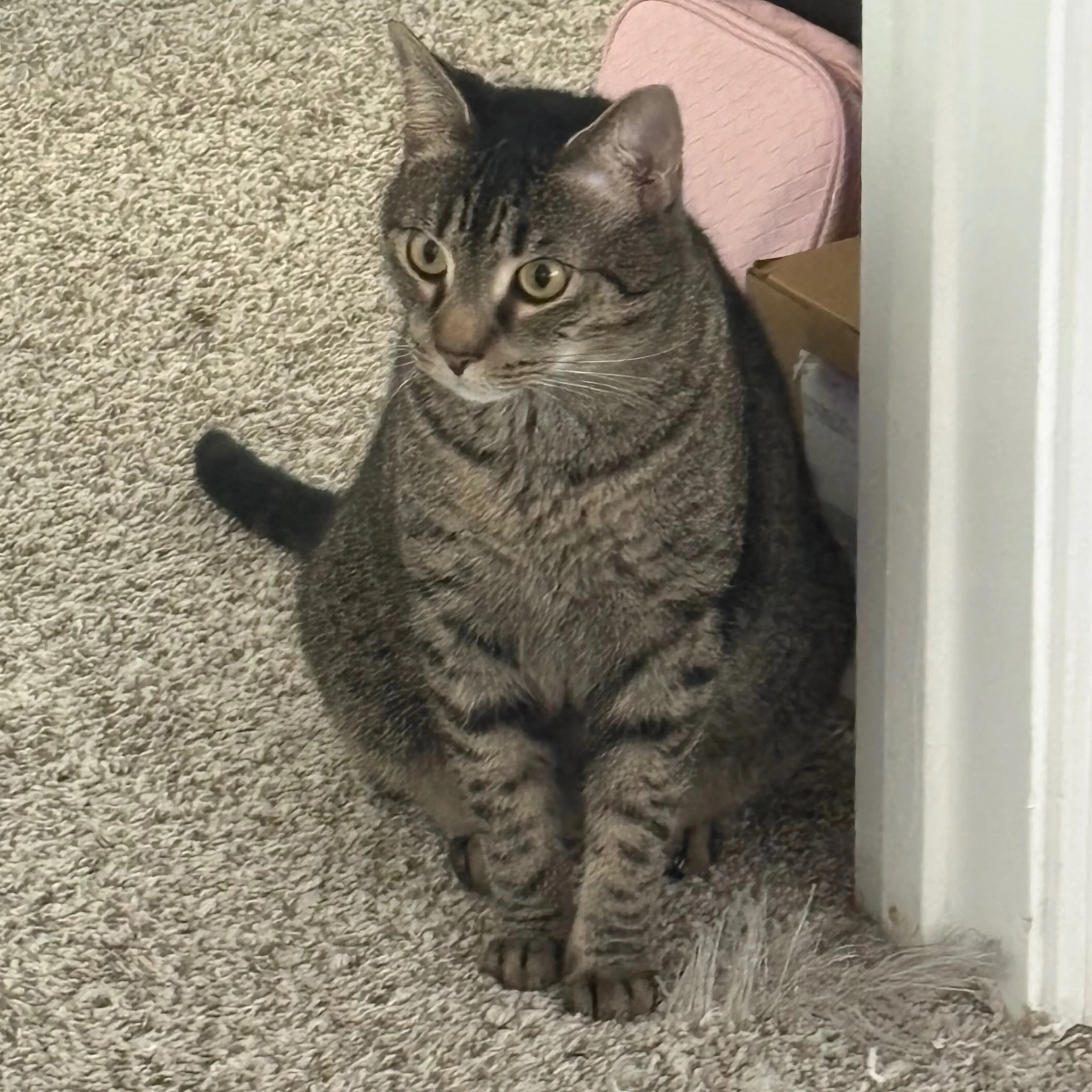 Lost pet-1