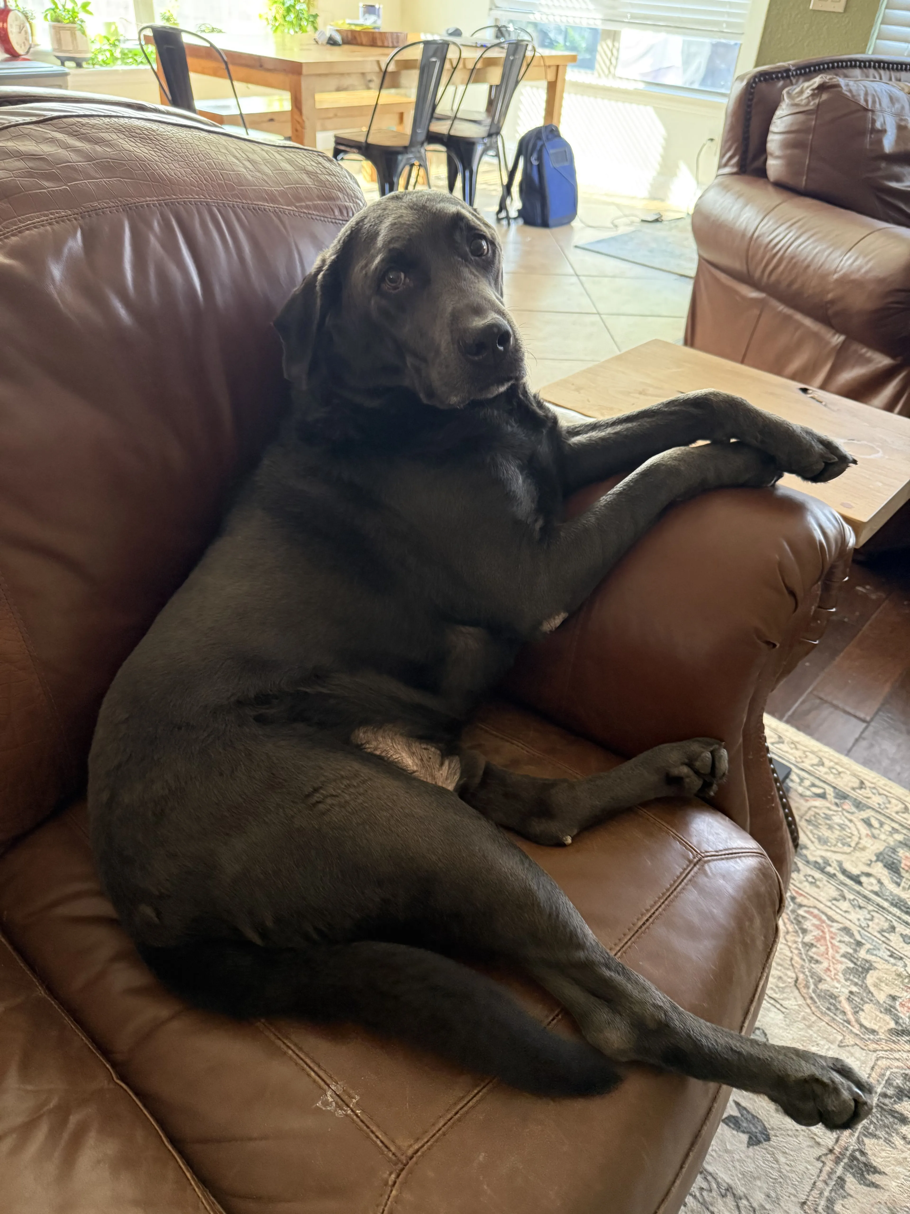 Lost pet-0