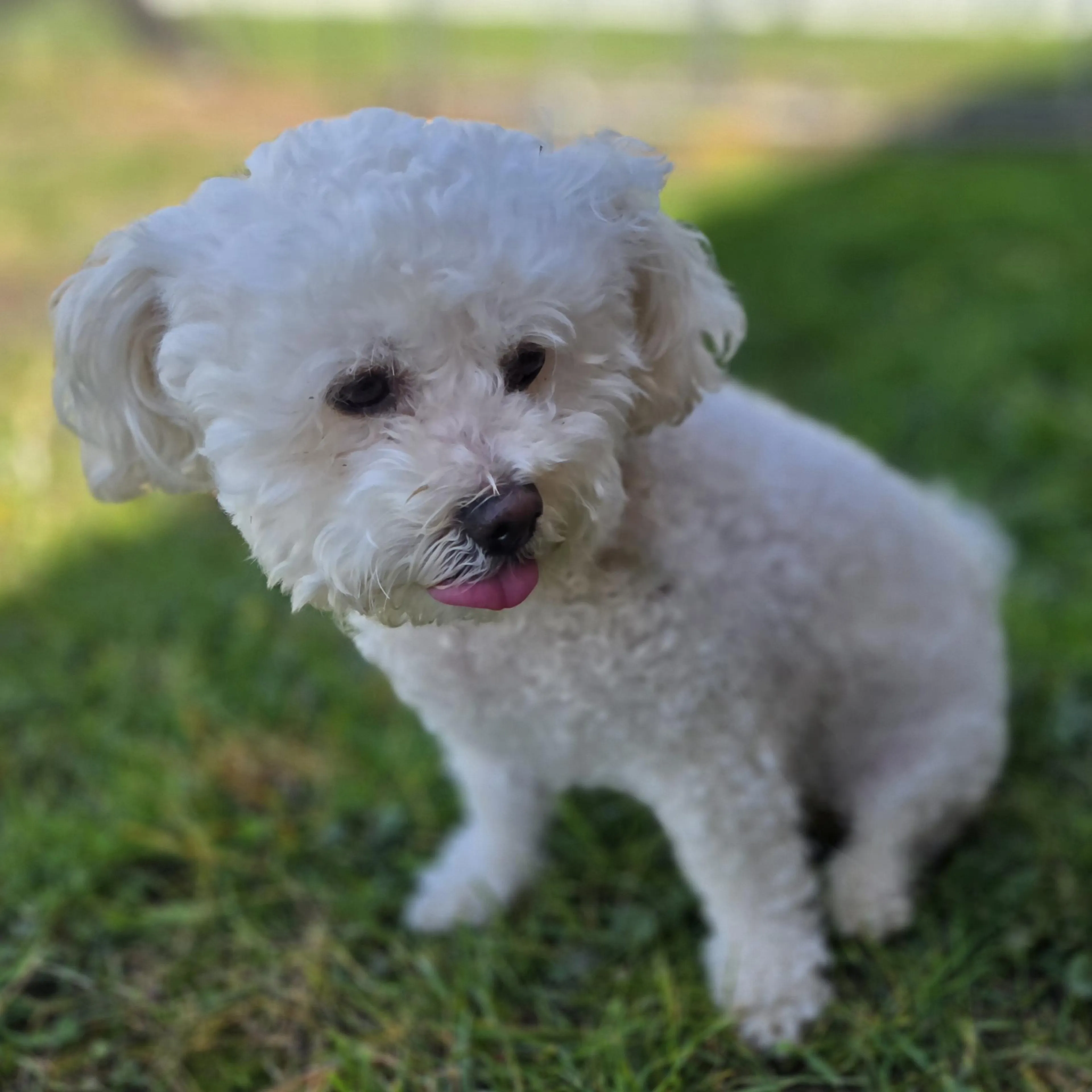 Found pet-2