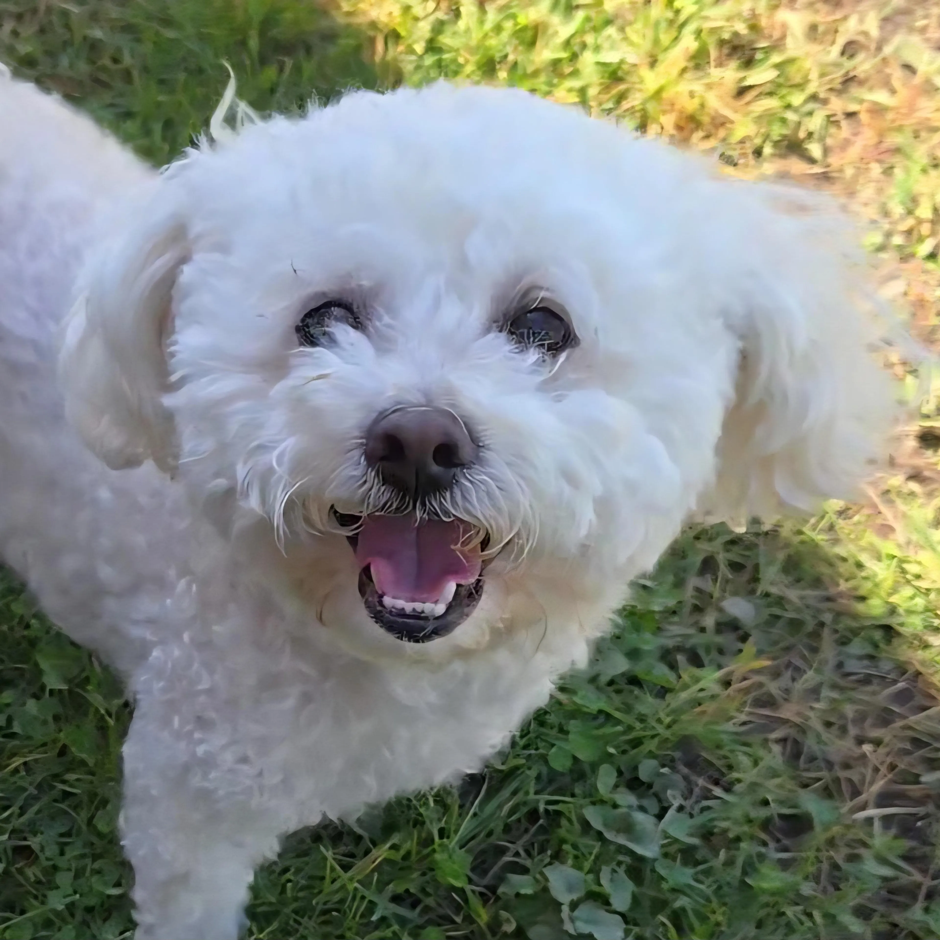 Found pet-1