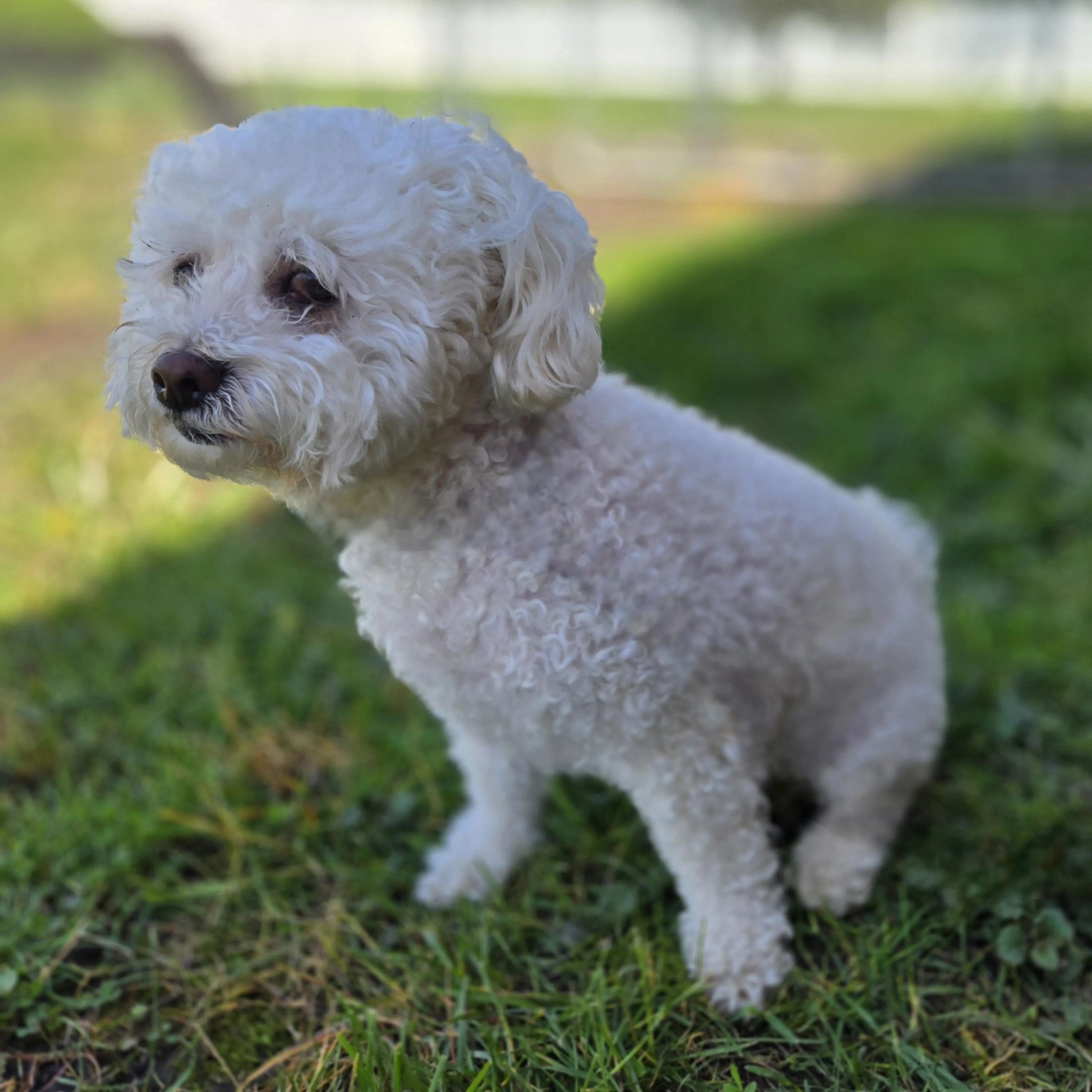Found pet-3