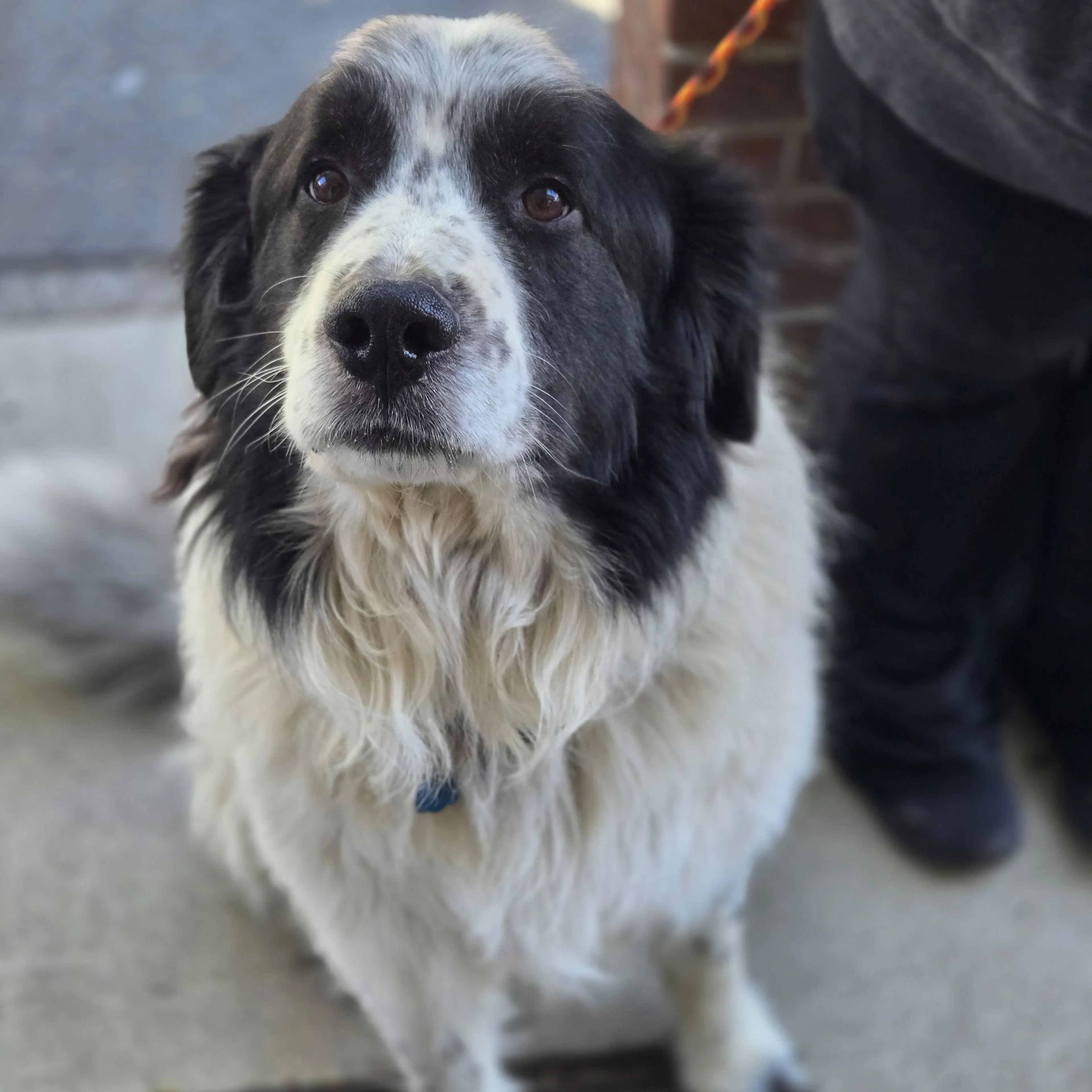 Found pet-1