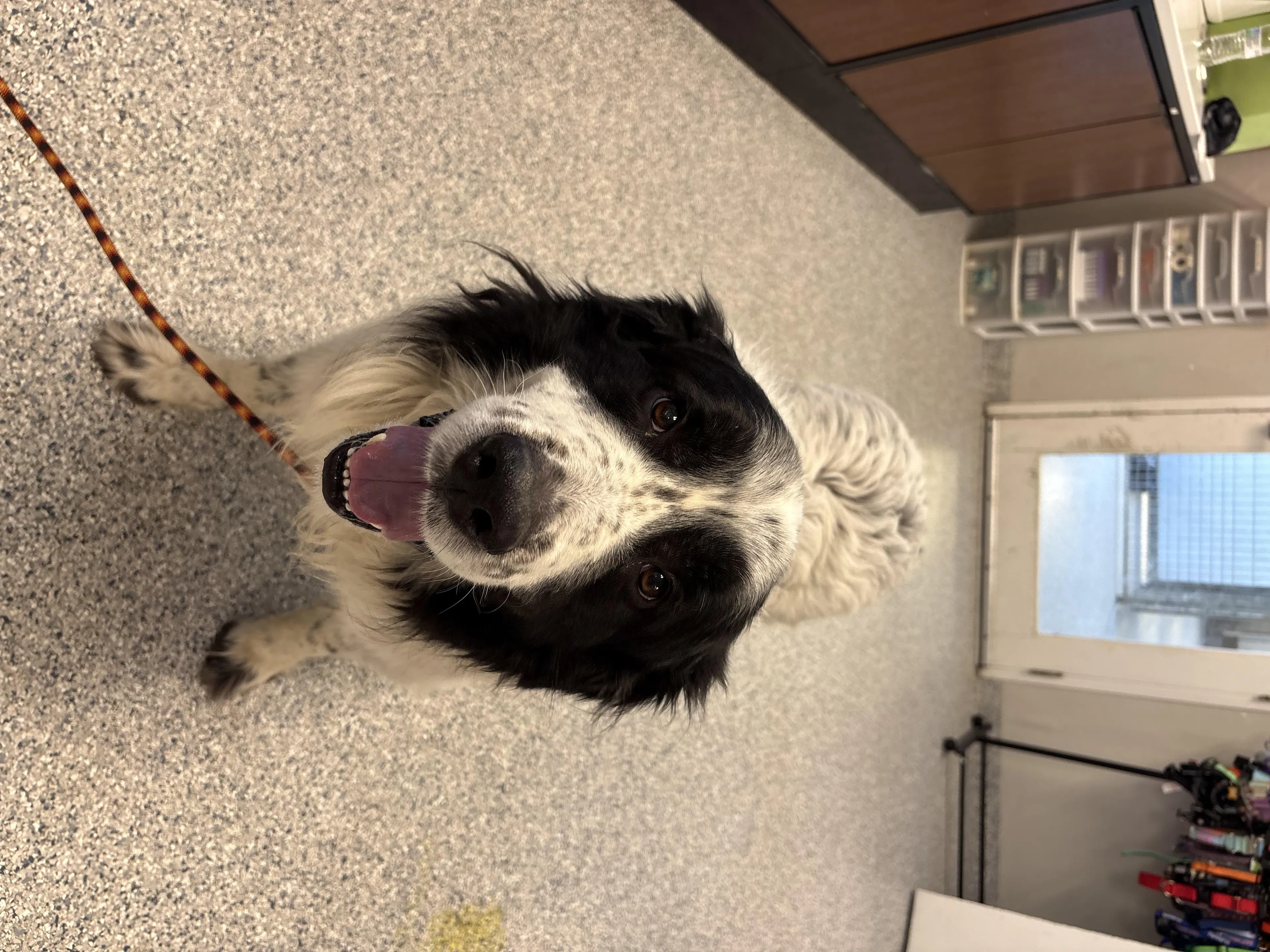 Found pet-3