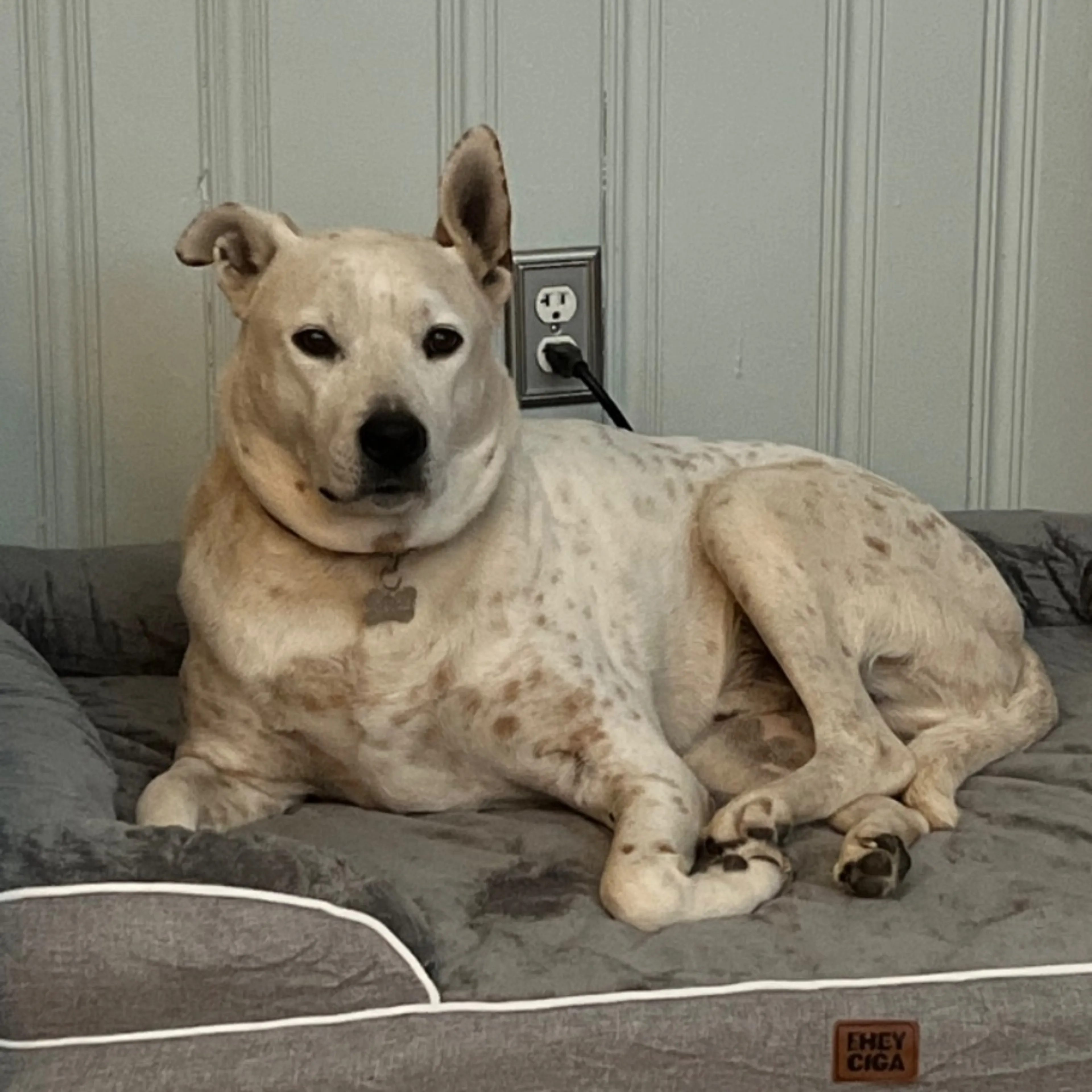 Lost pet