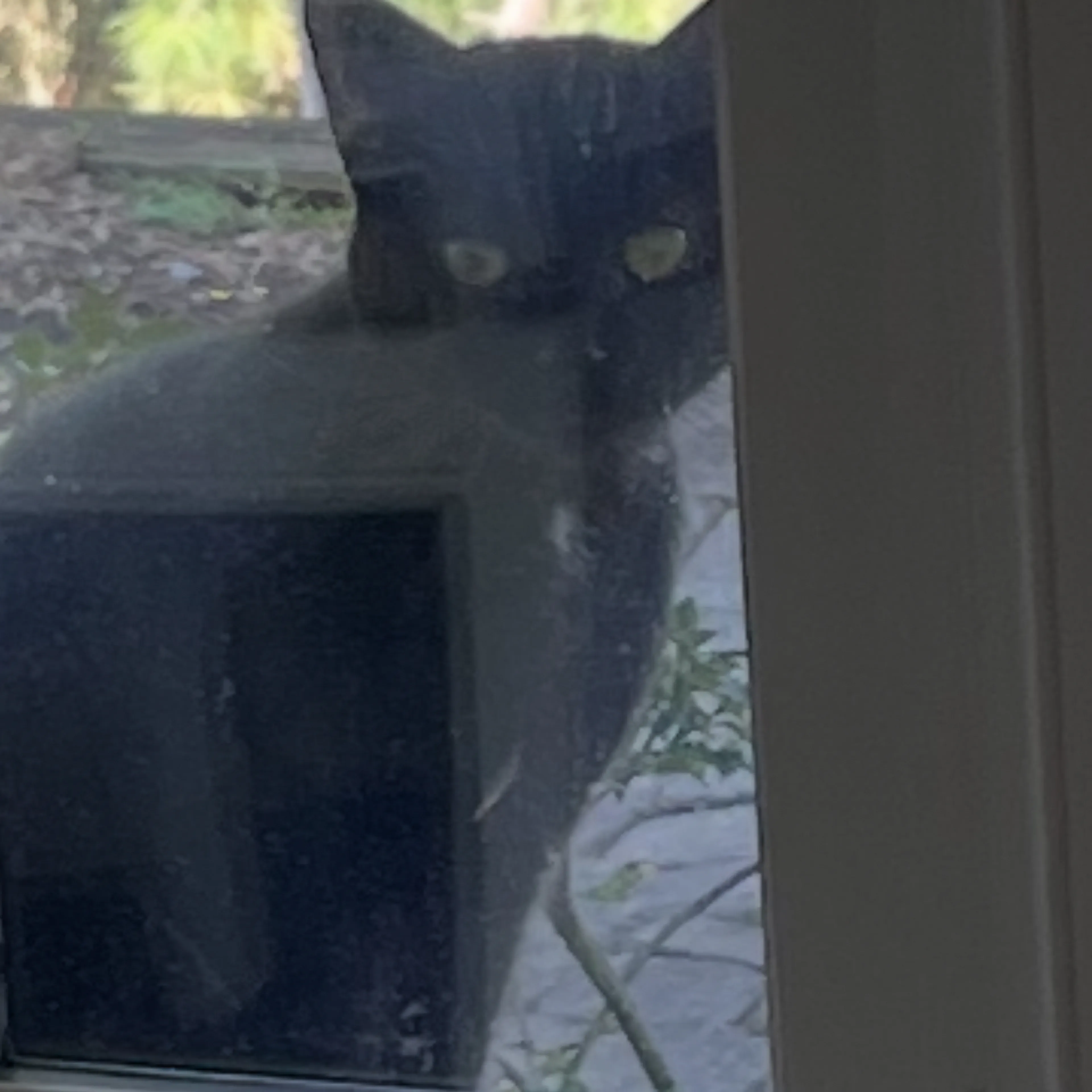 Found pet-2