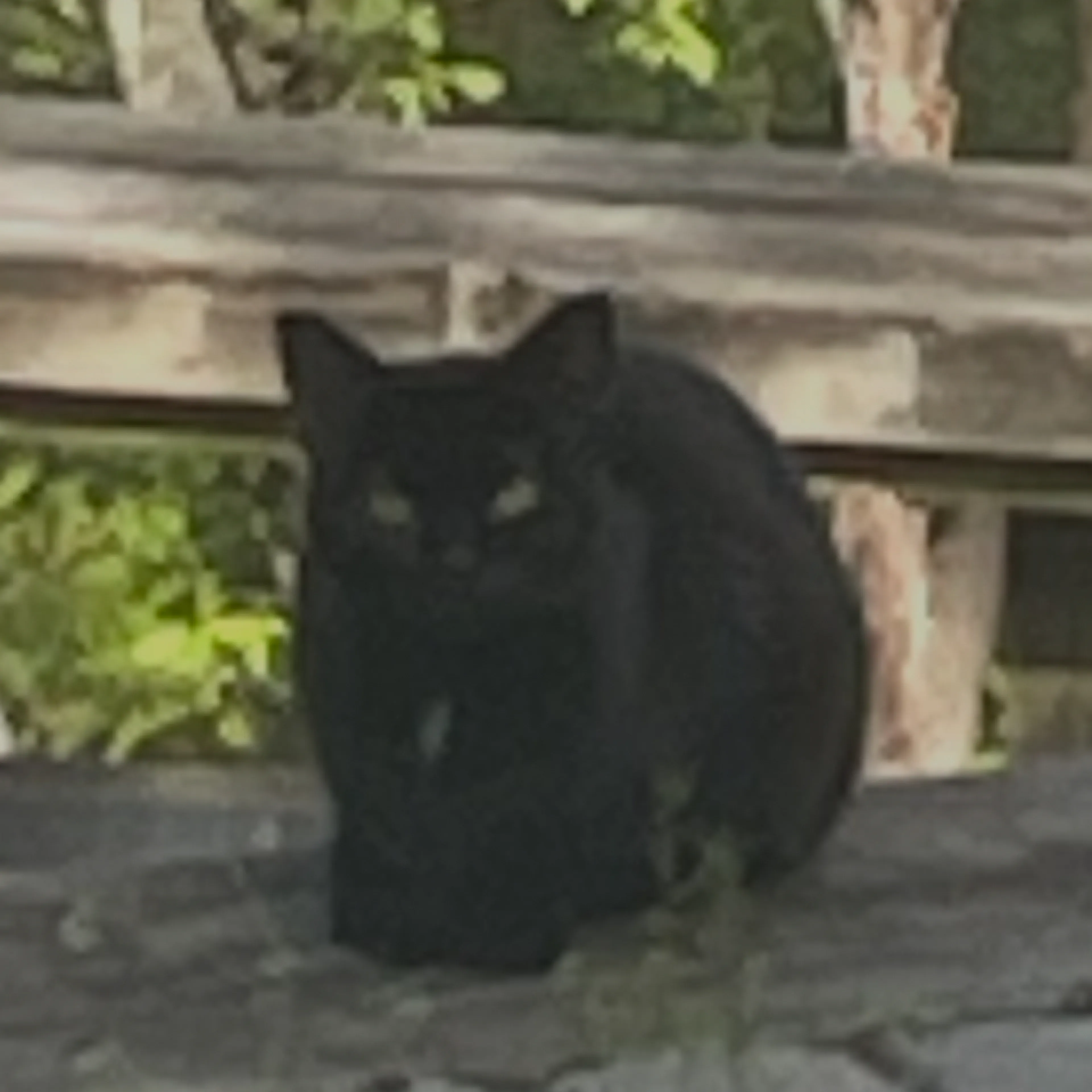 Found pet-3