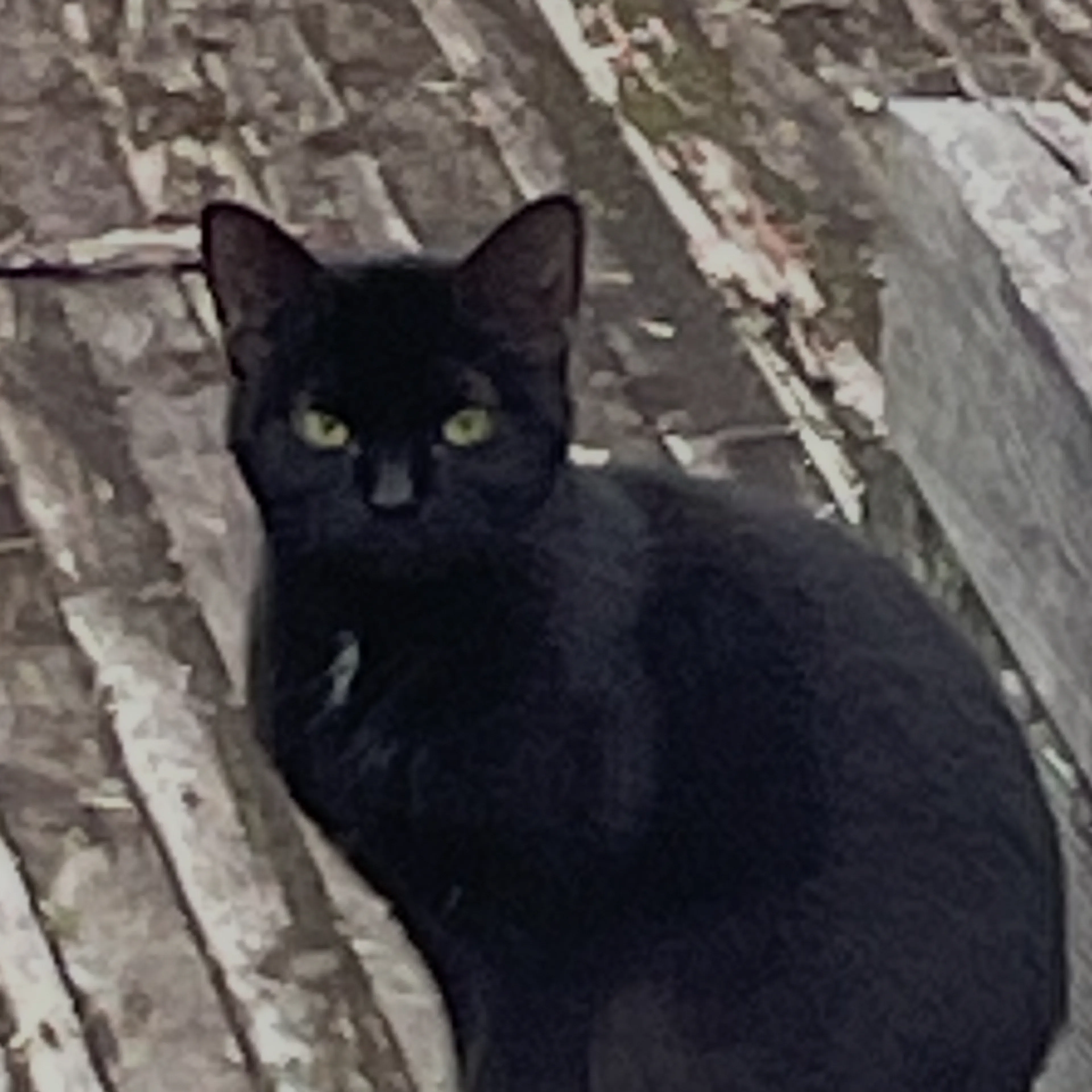 Found pet-1