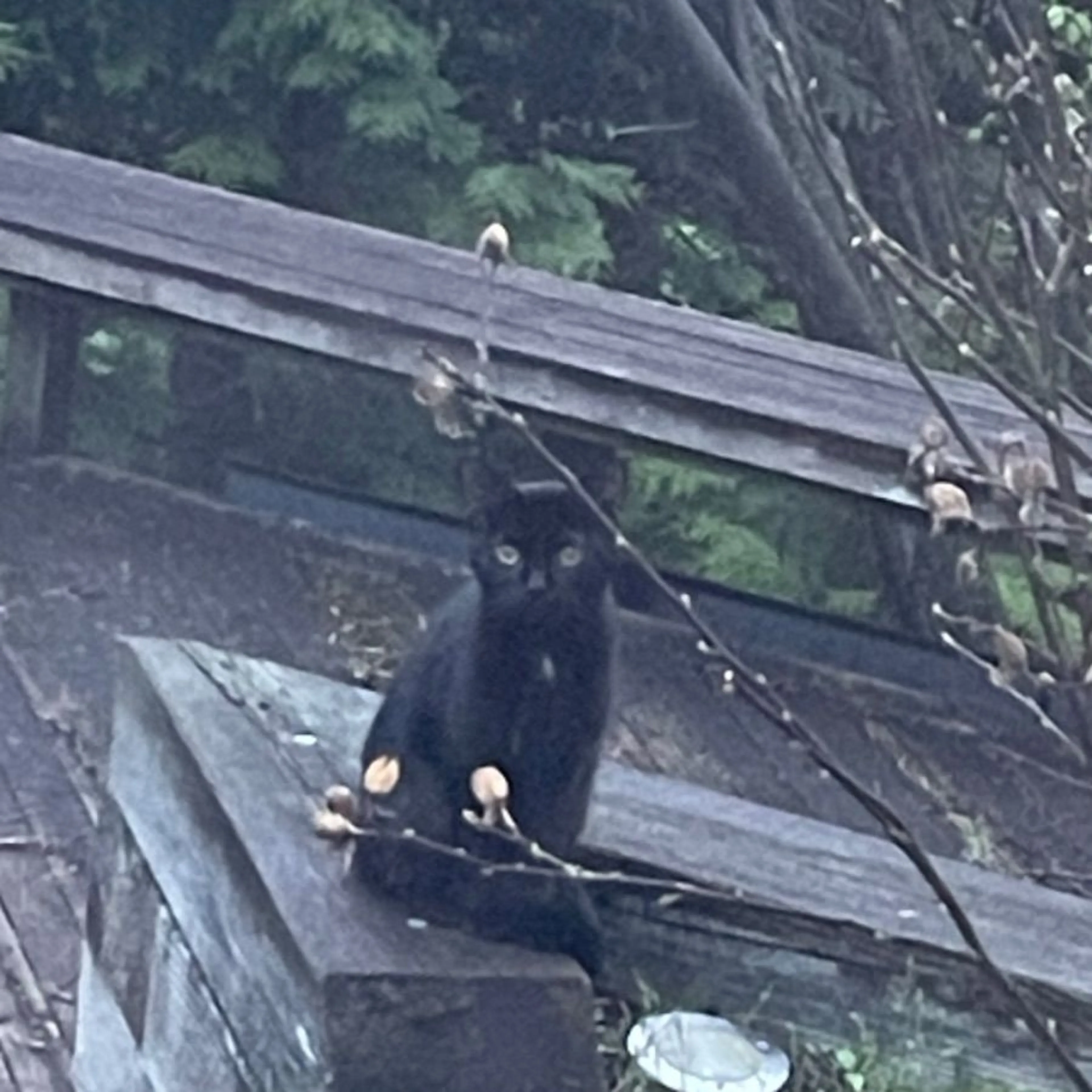Found pet-0