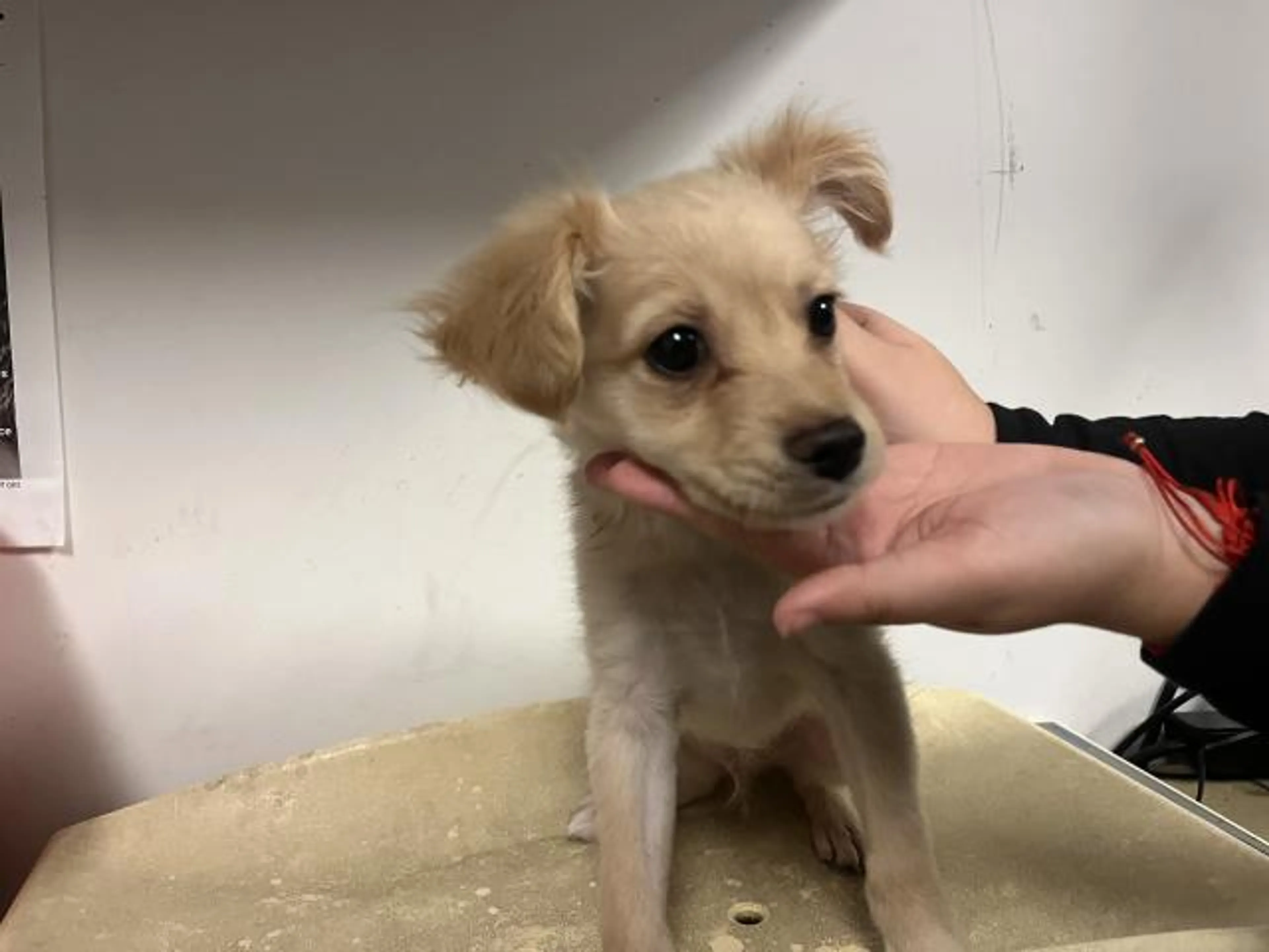Found pet