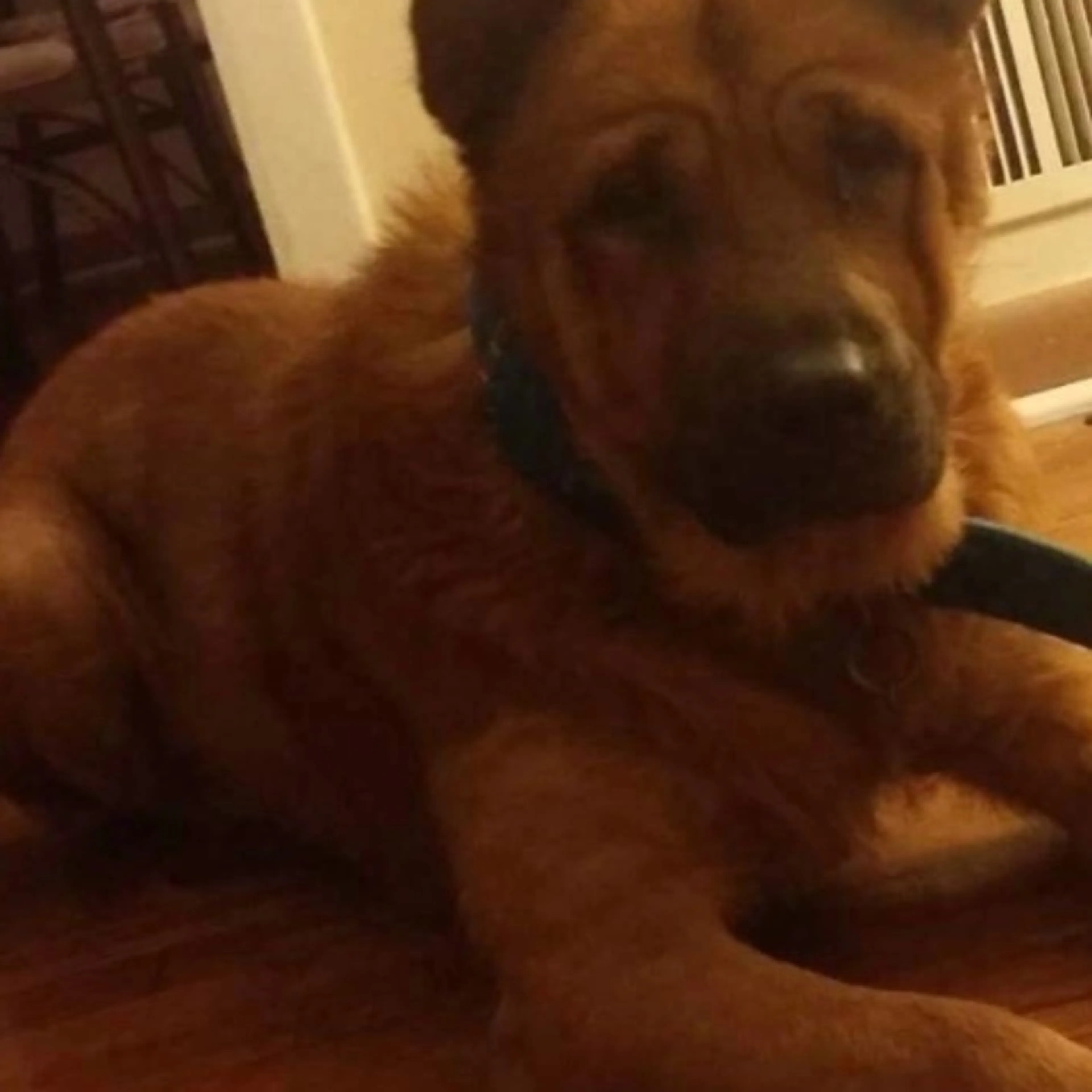 Lost pet