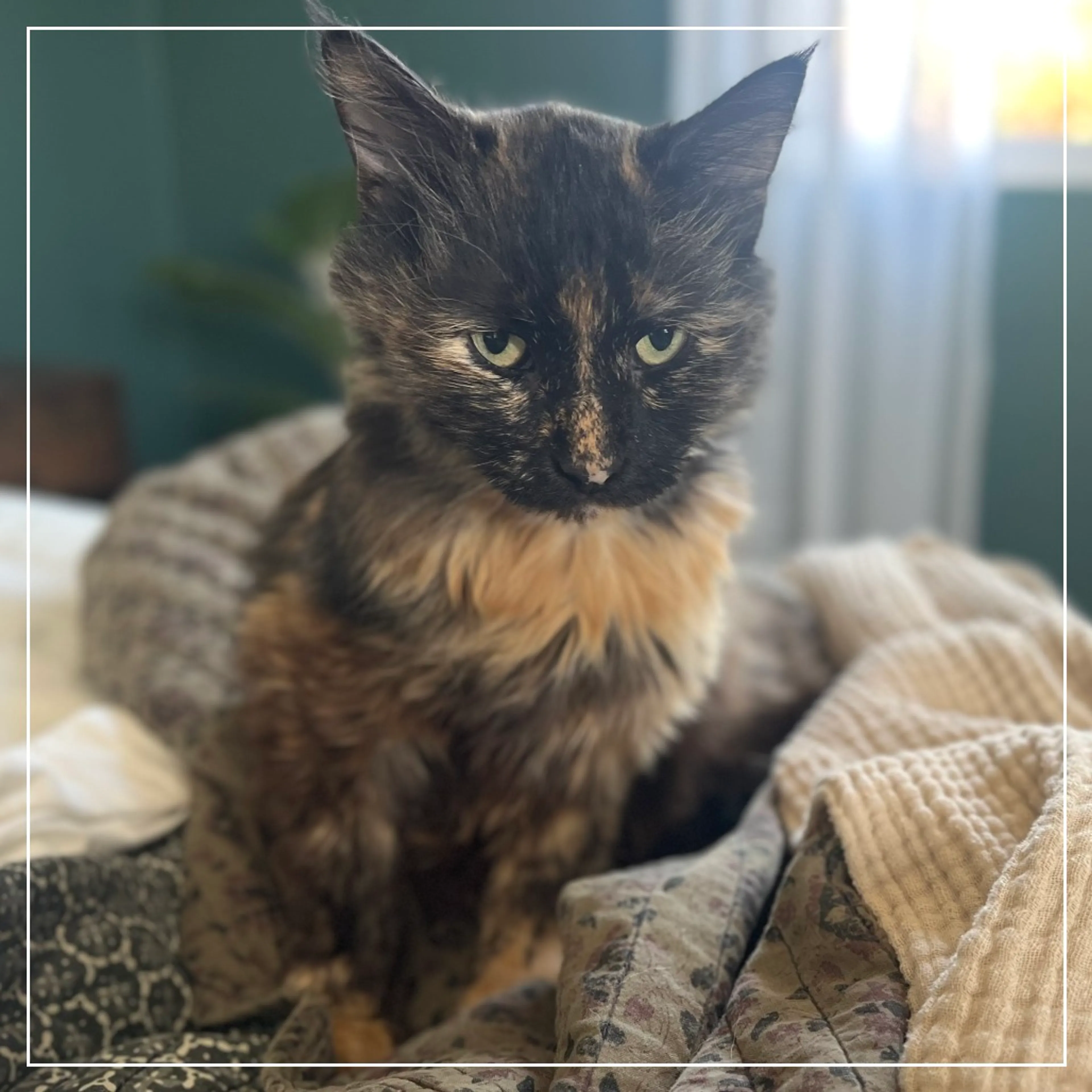 Found pet-2