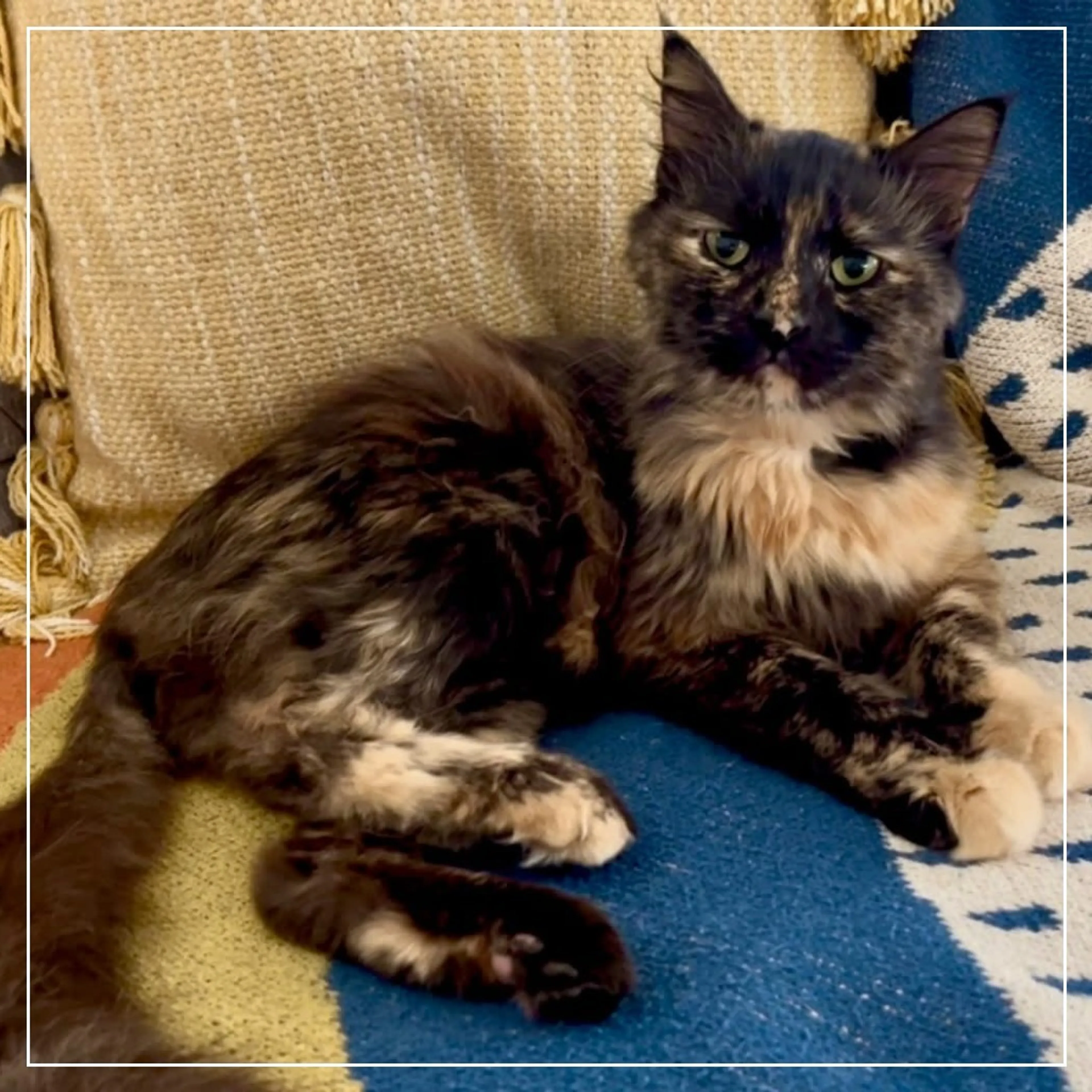 Found pet-4