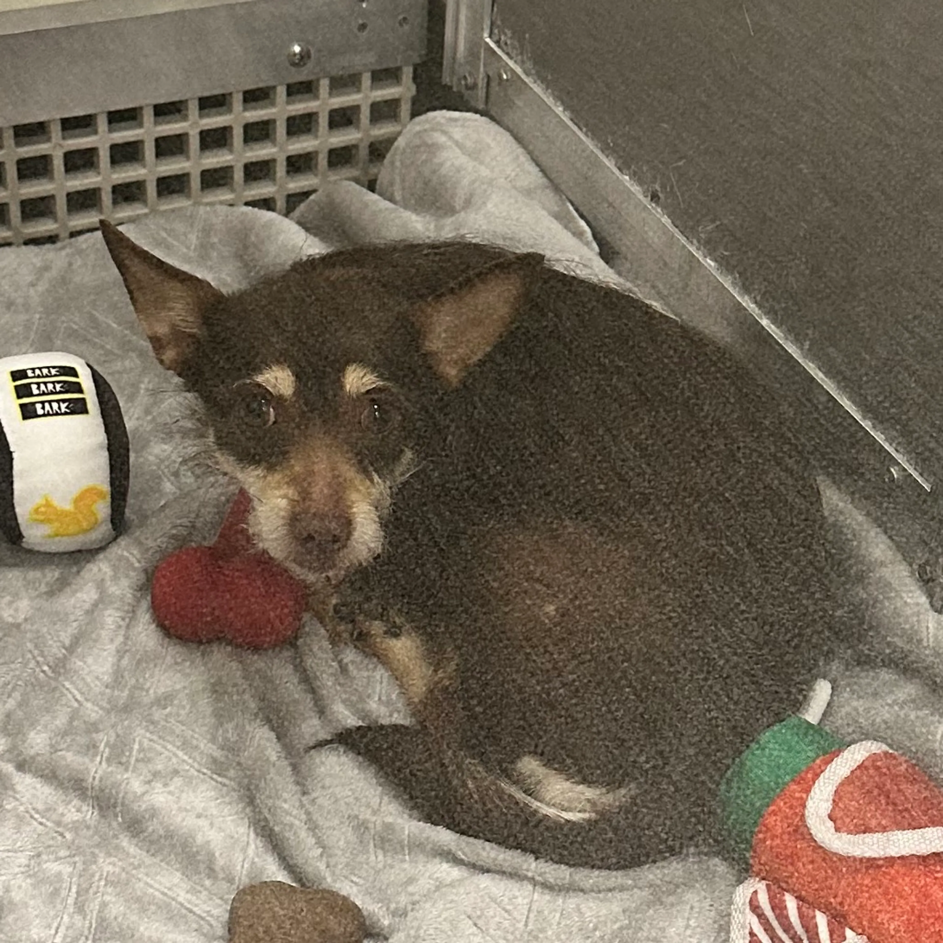 Found pet-1