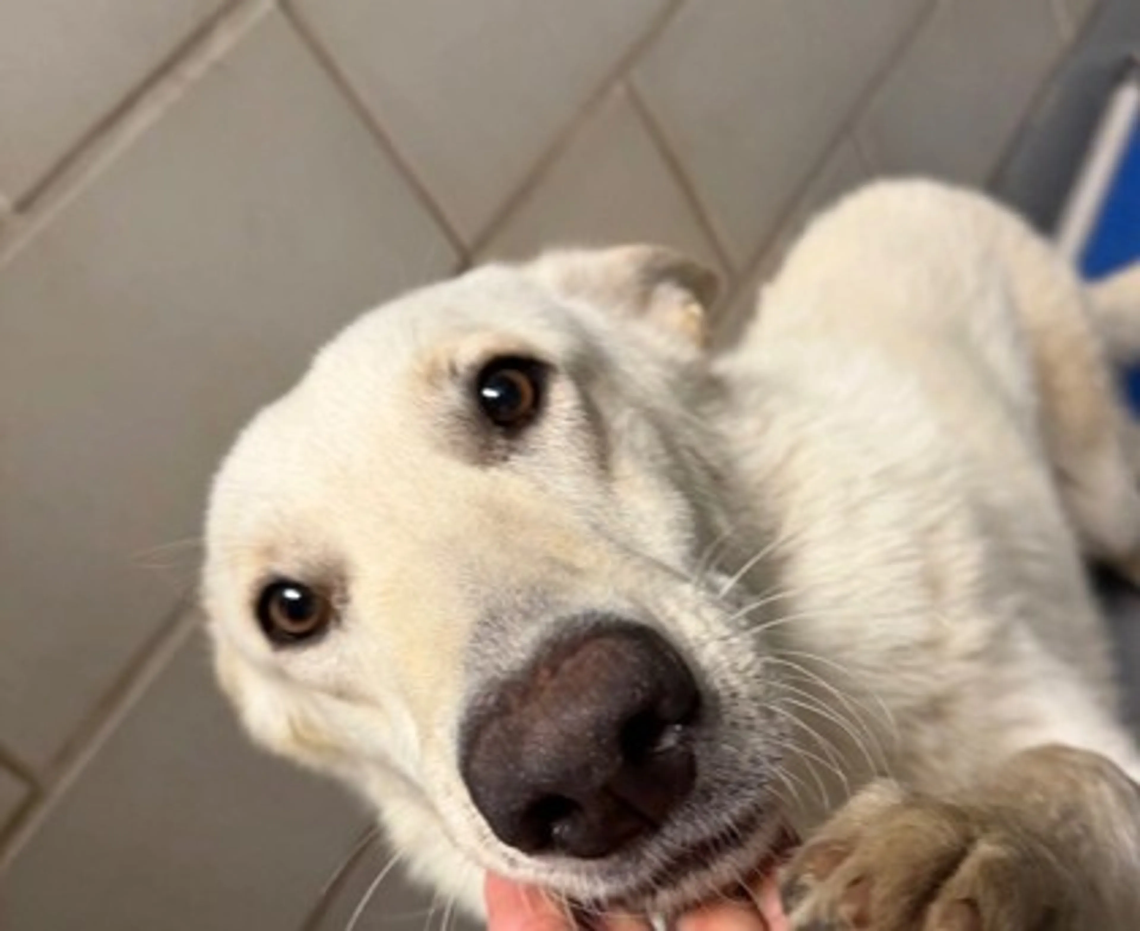 Found pet