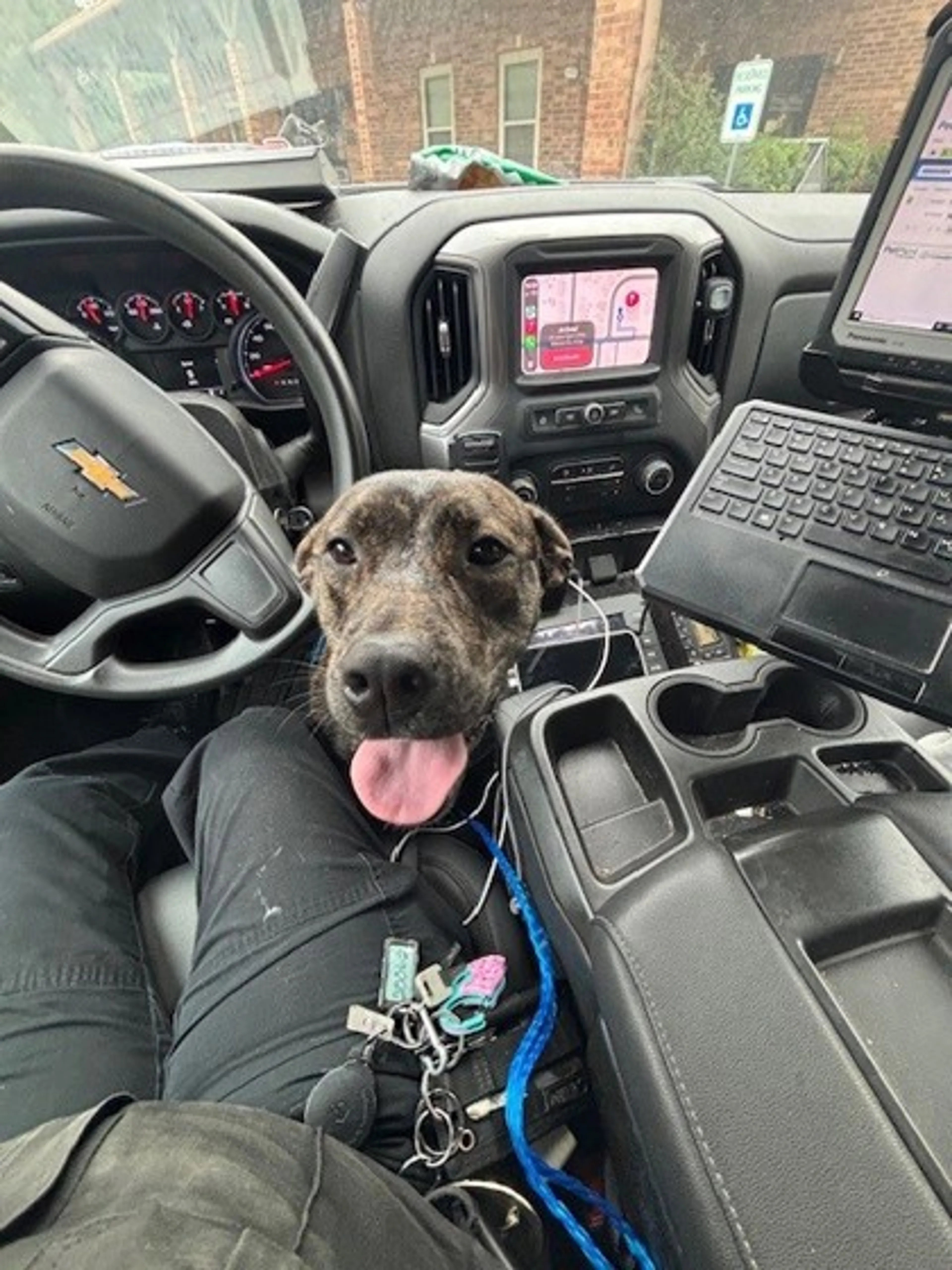 Found pet