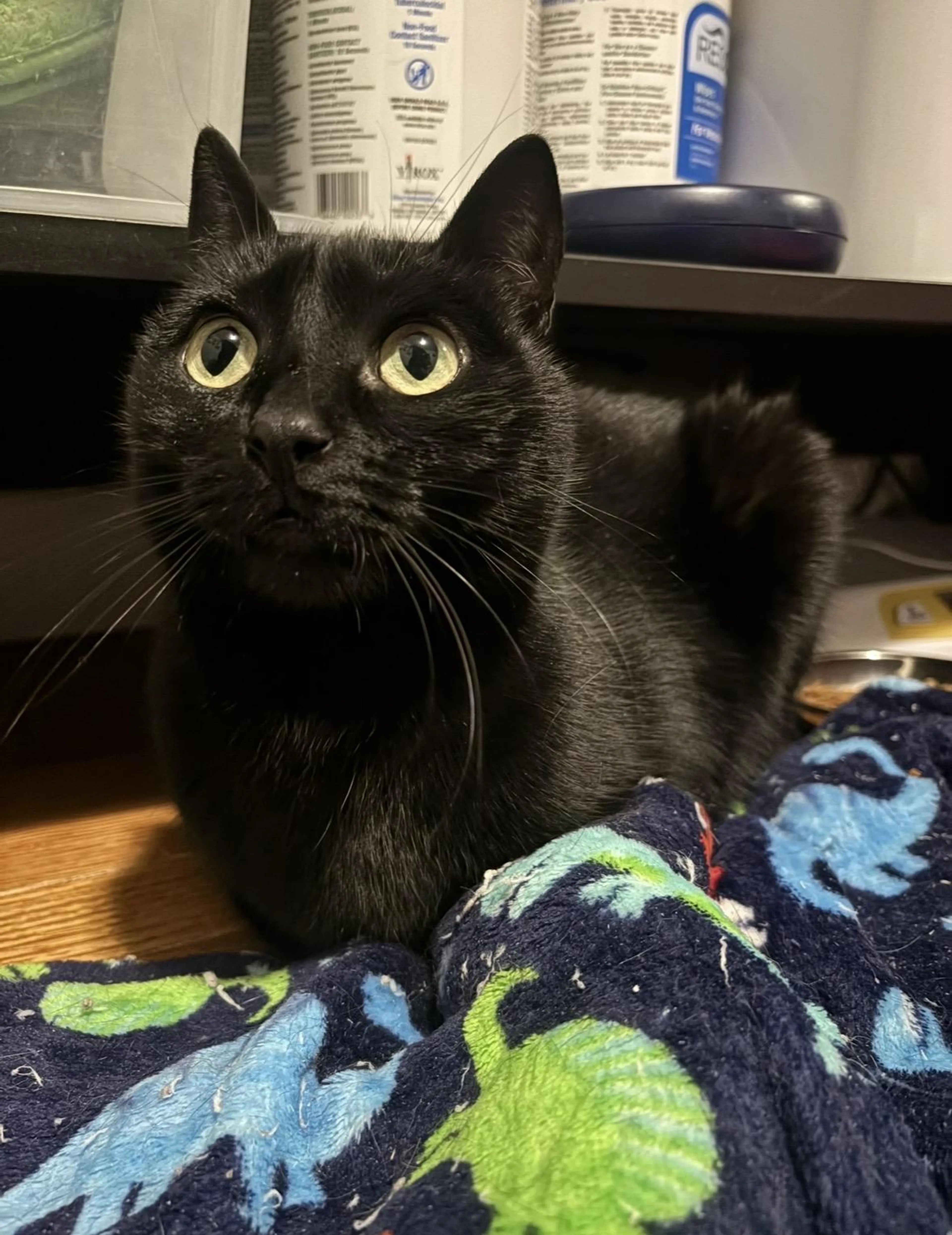 Found pet-3