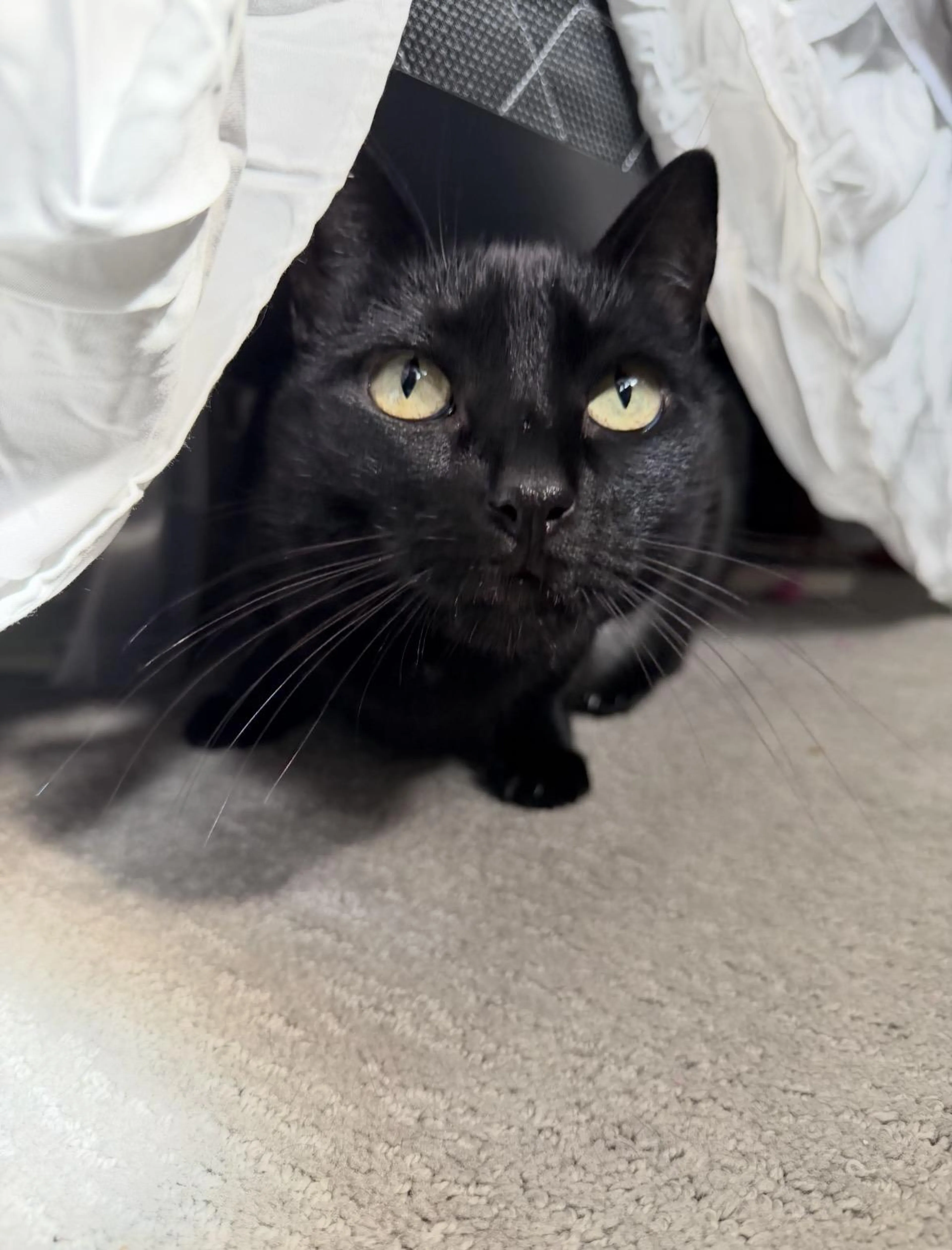 Found pet-1