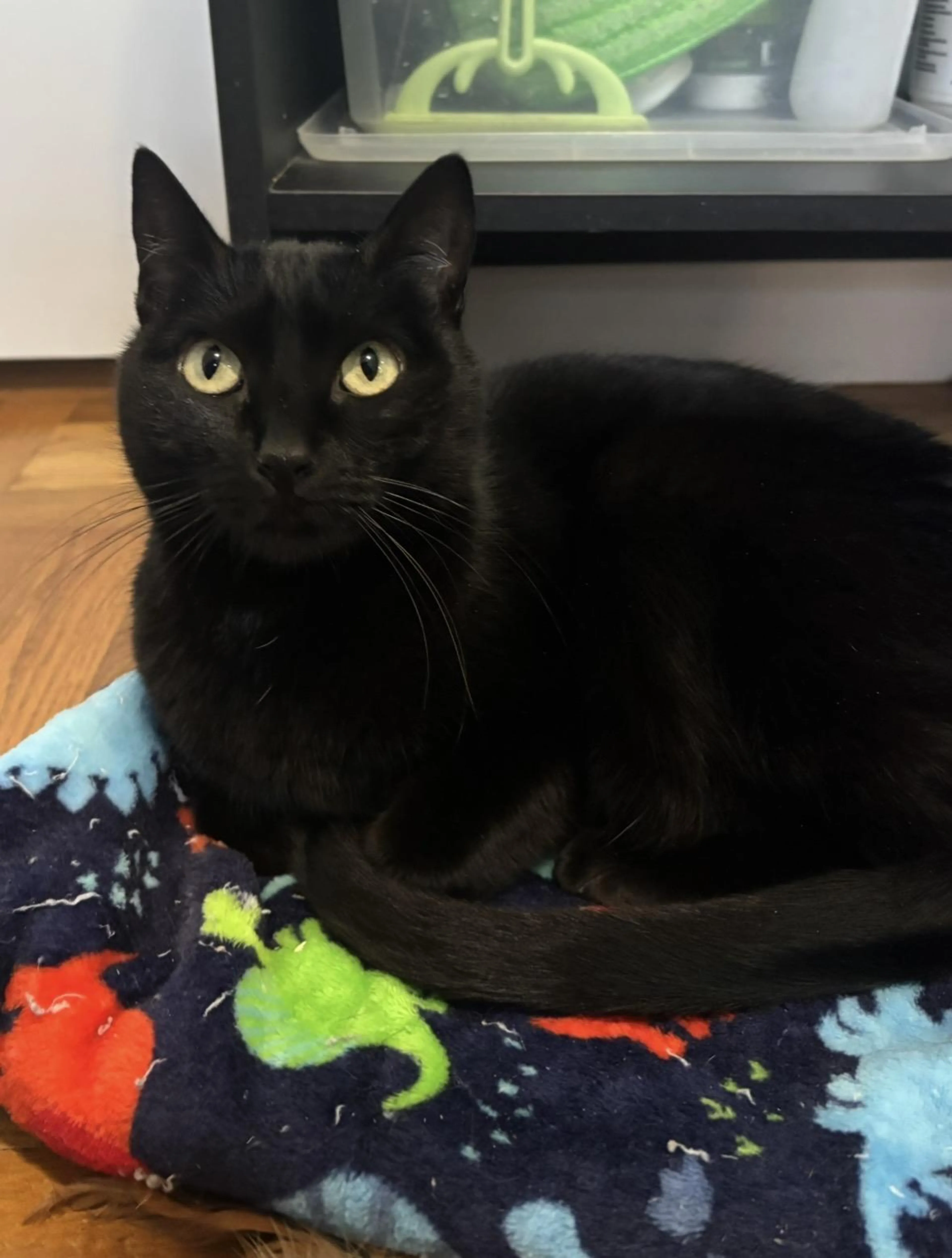 Found pet-2