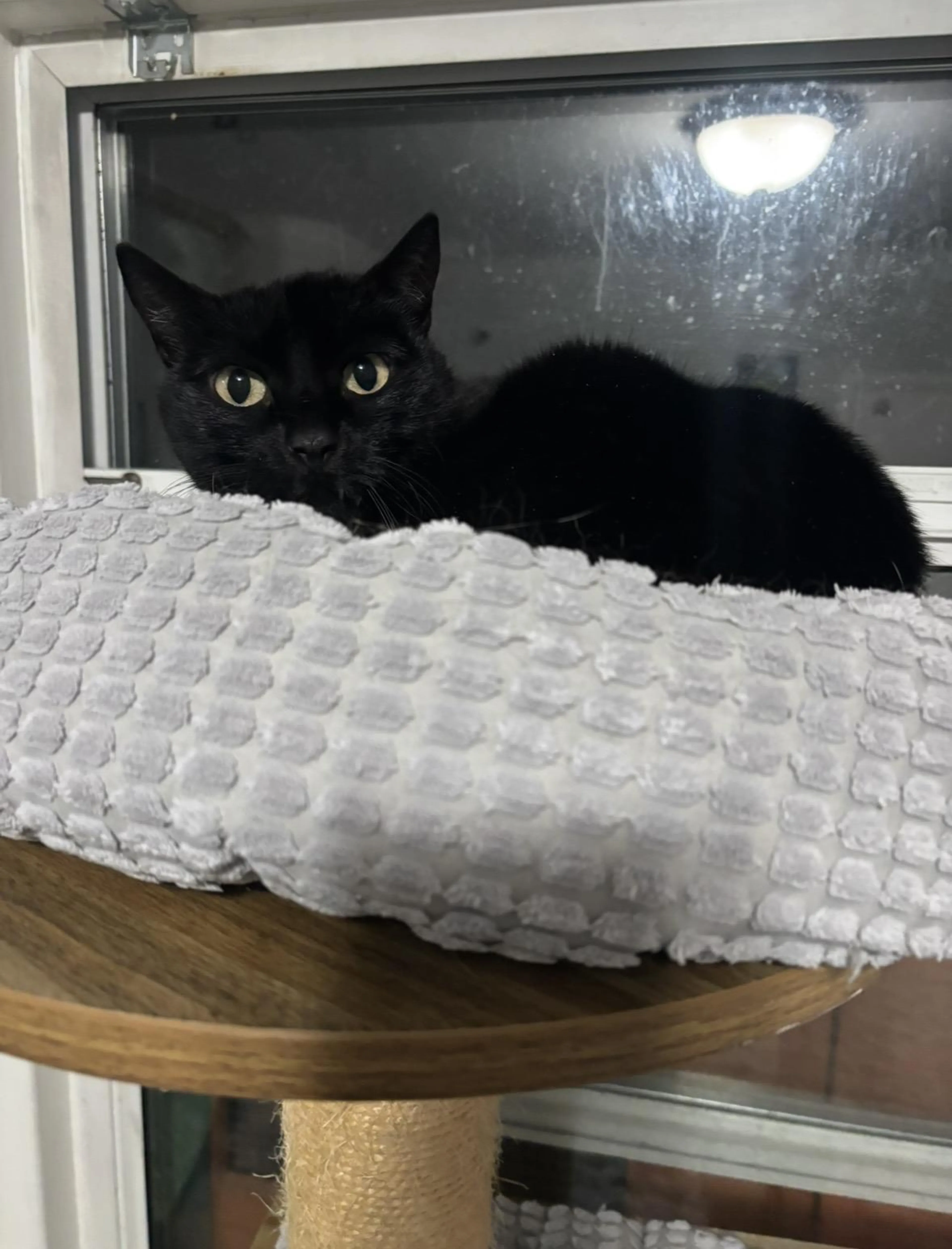 Found pet-0