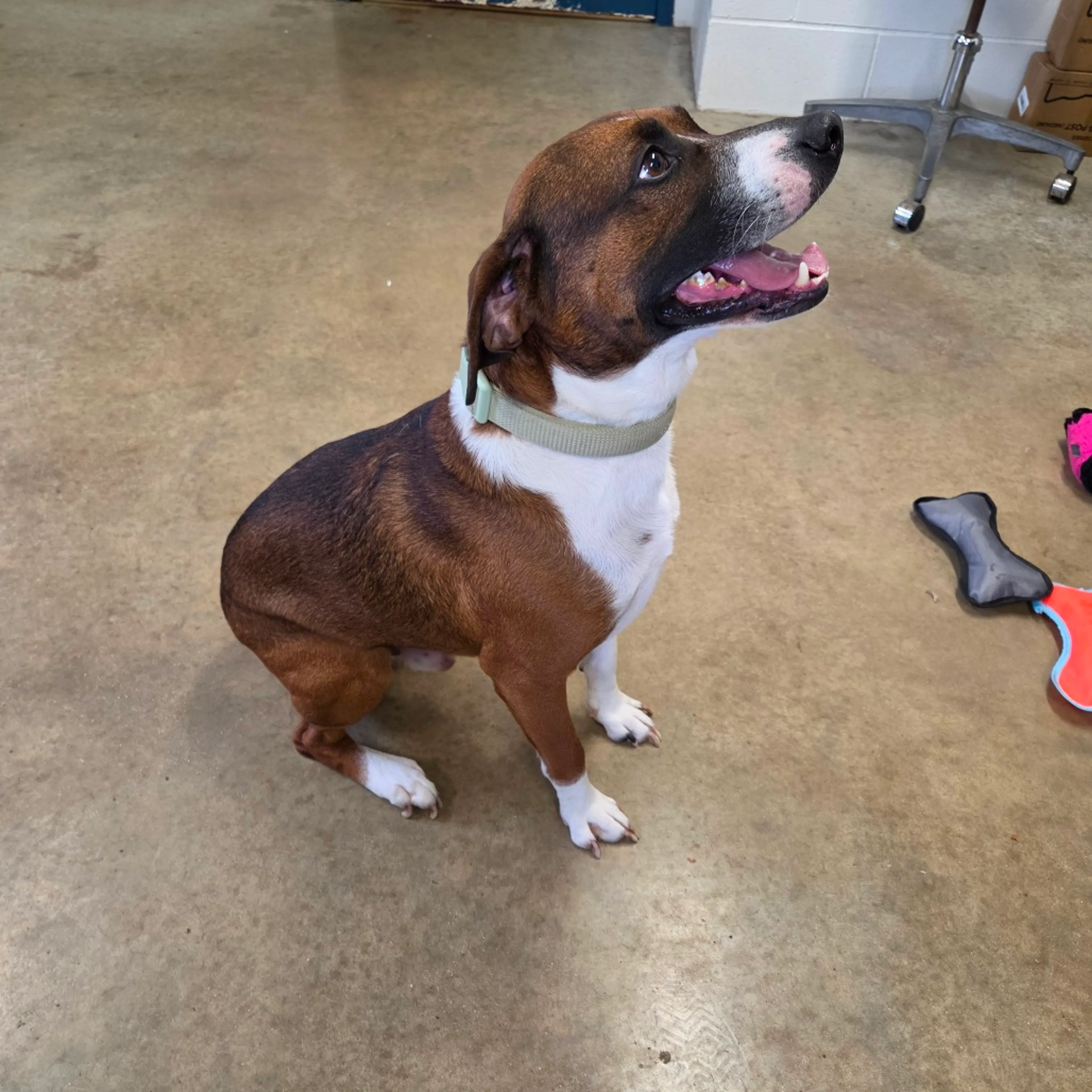 Found pet-2