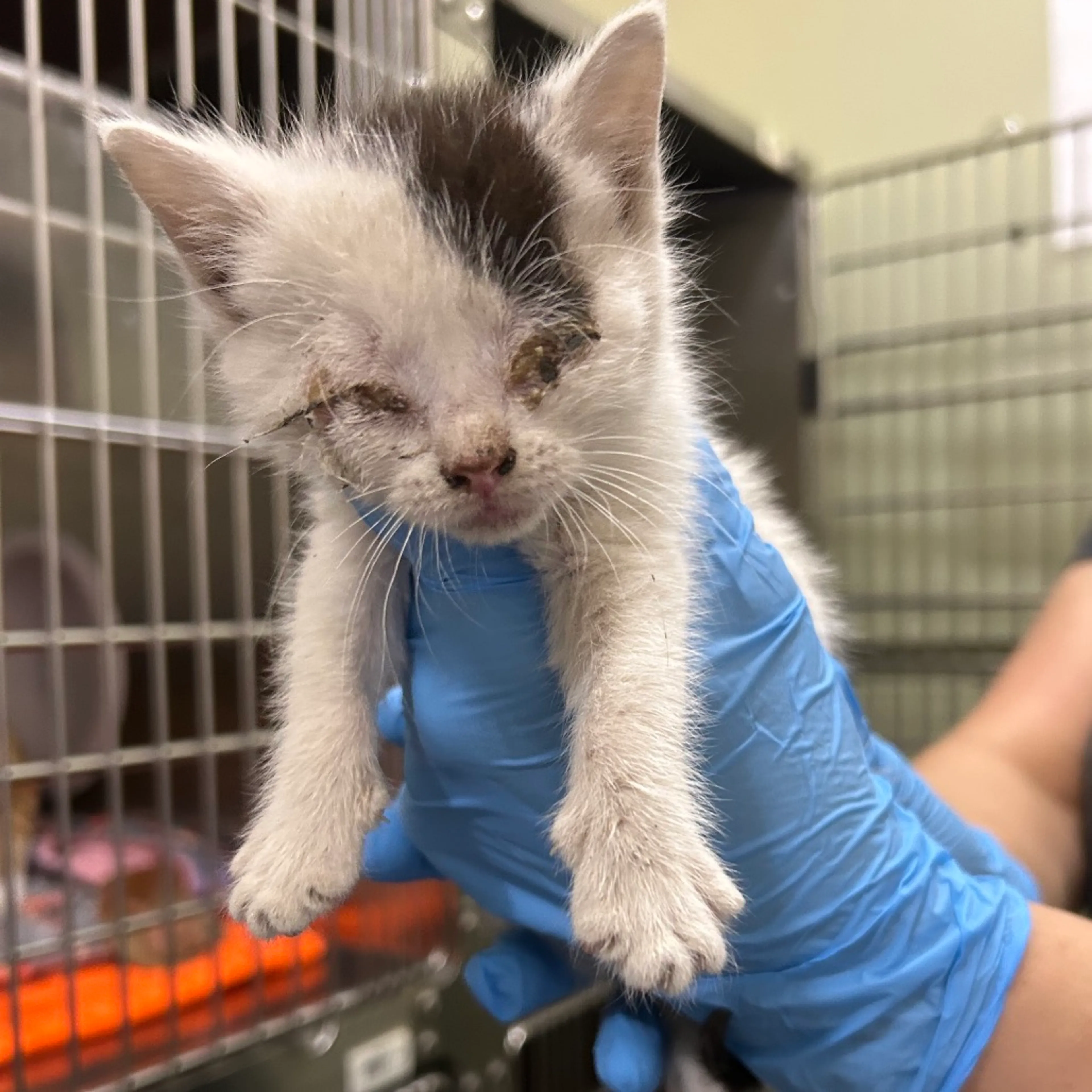 Found pet-1