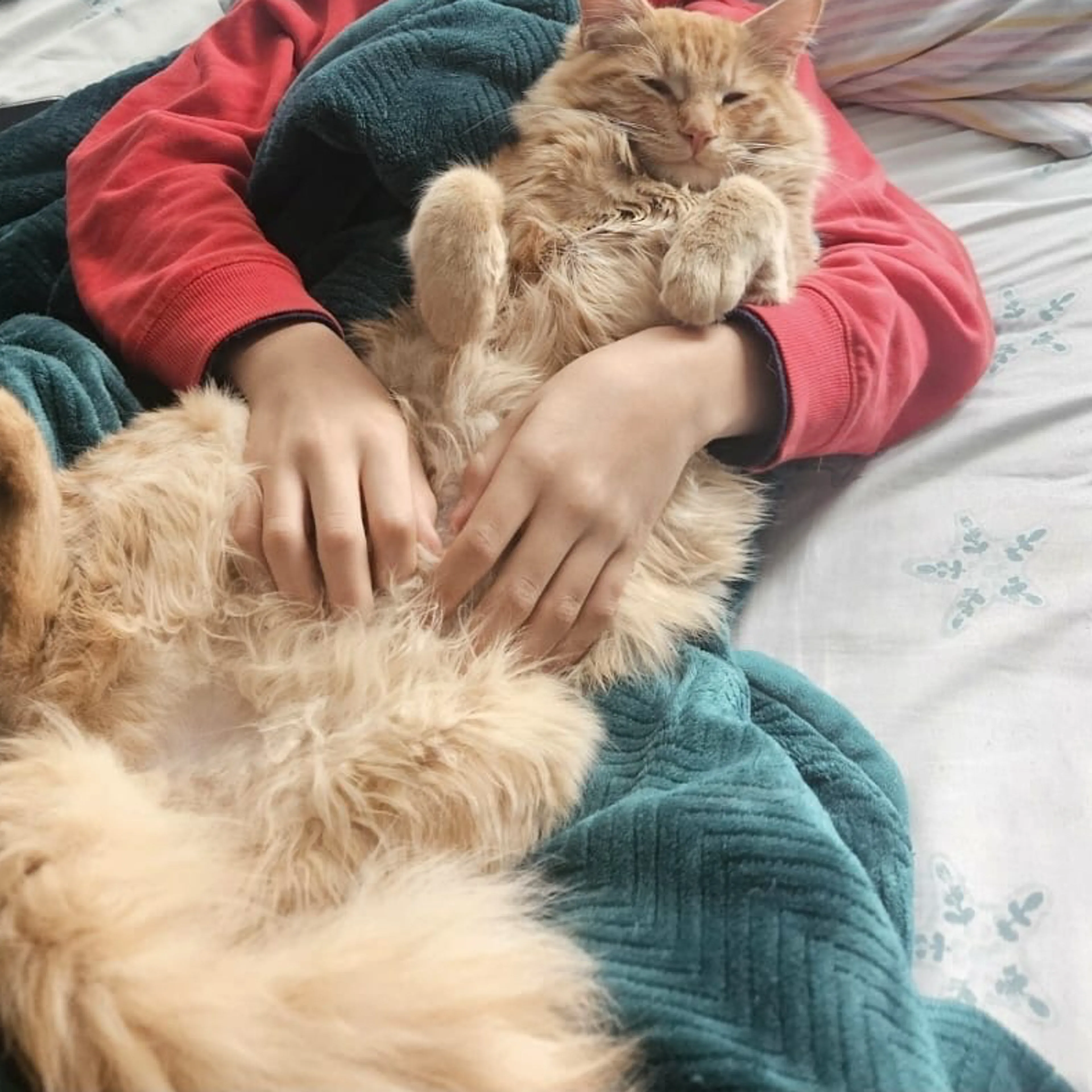 Lost pet-2