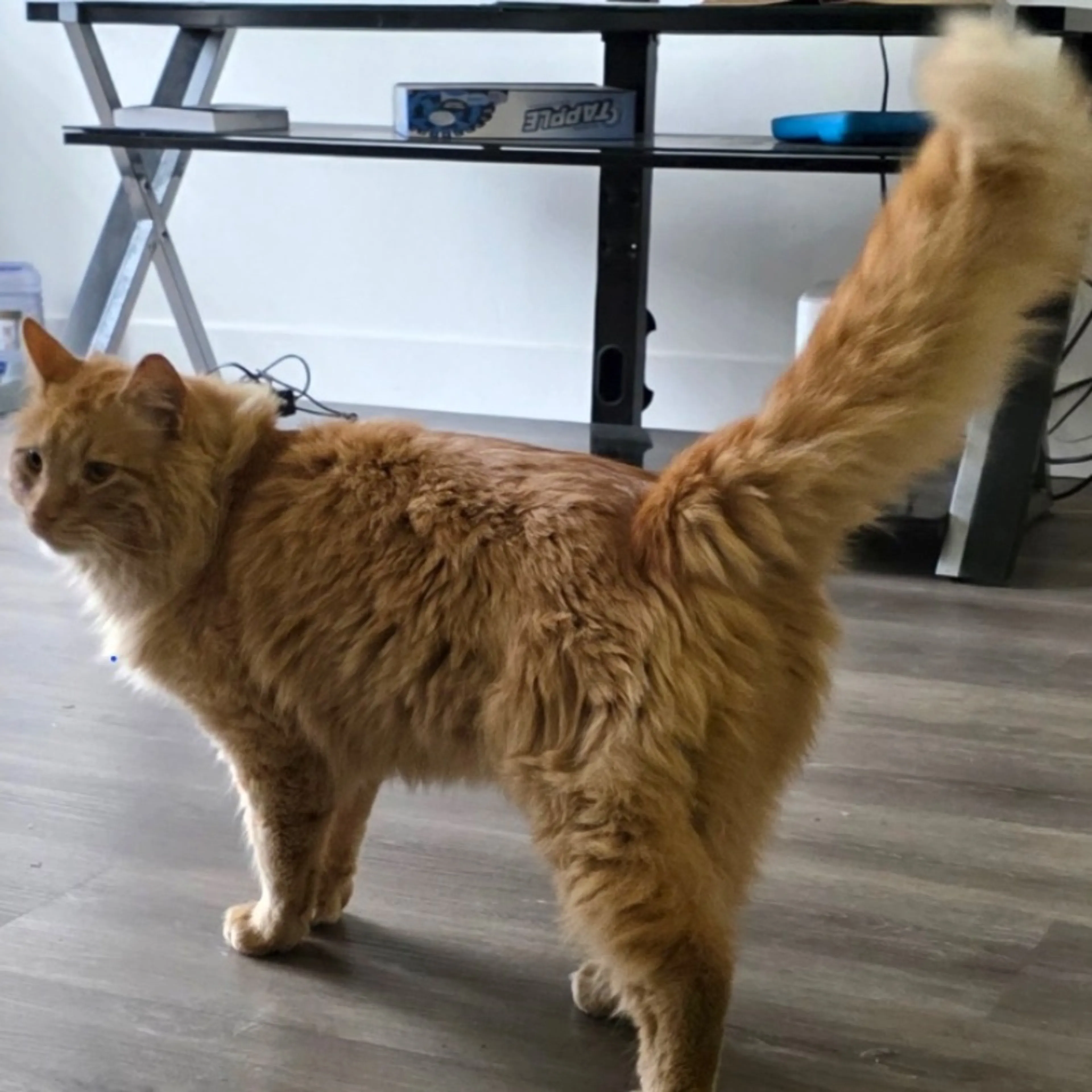 Lost pet-0