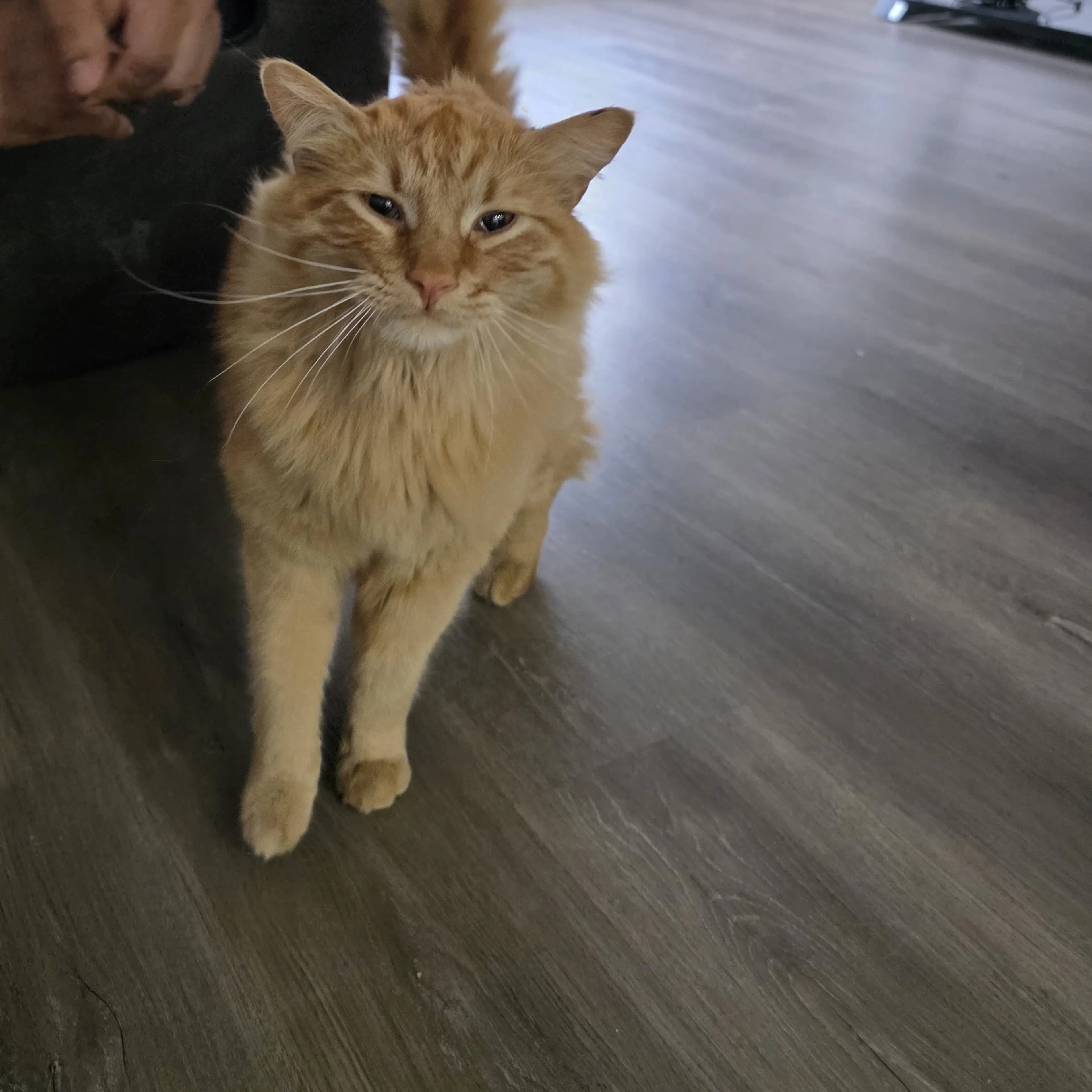 Lost pet-1