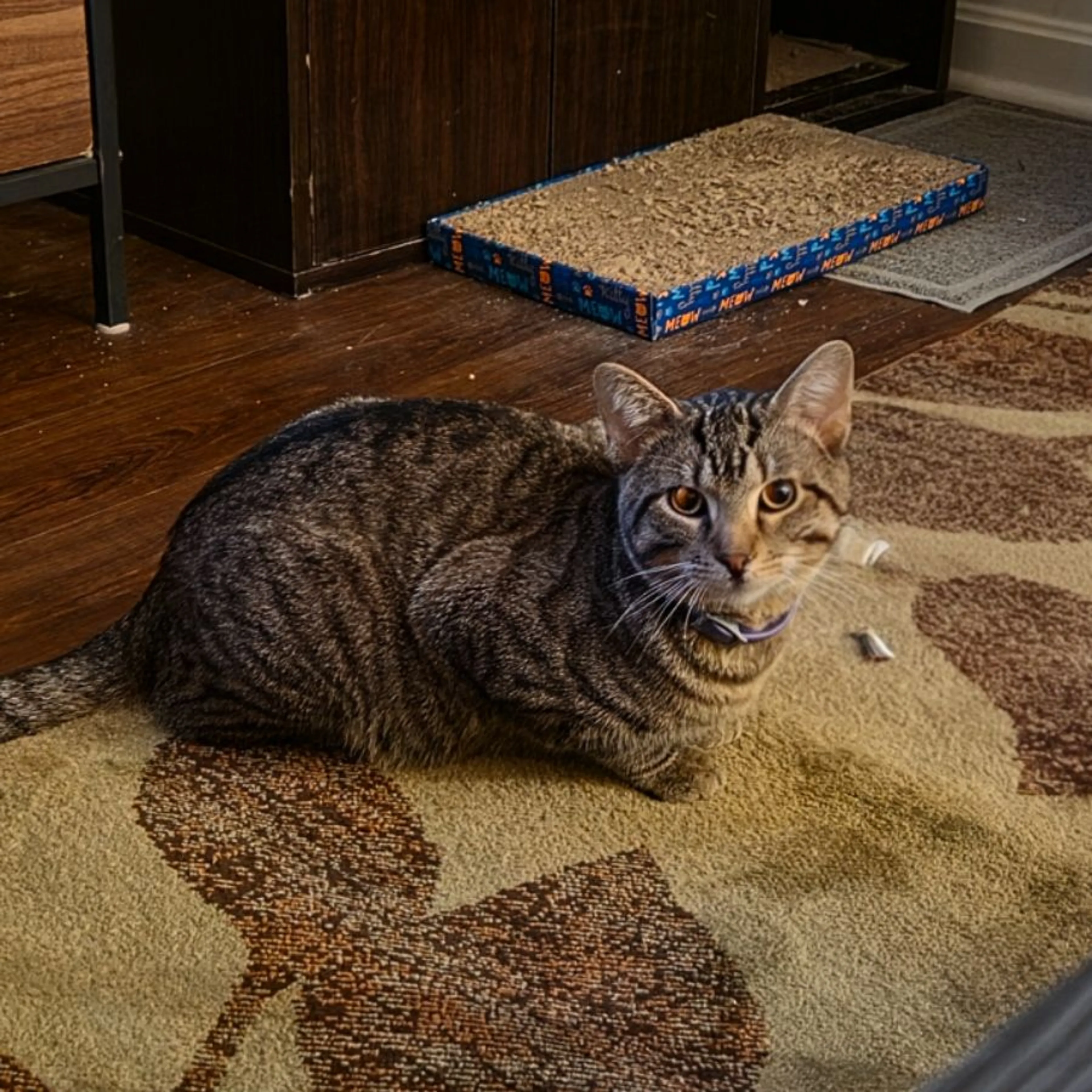 Found pet
