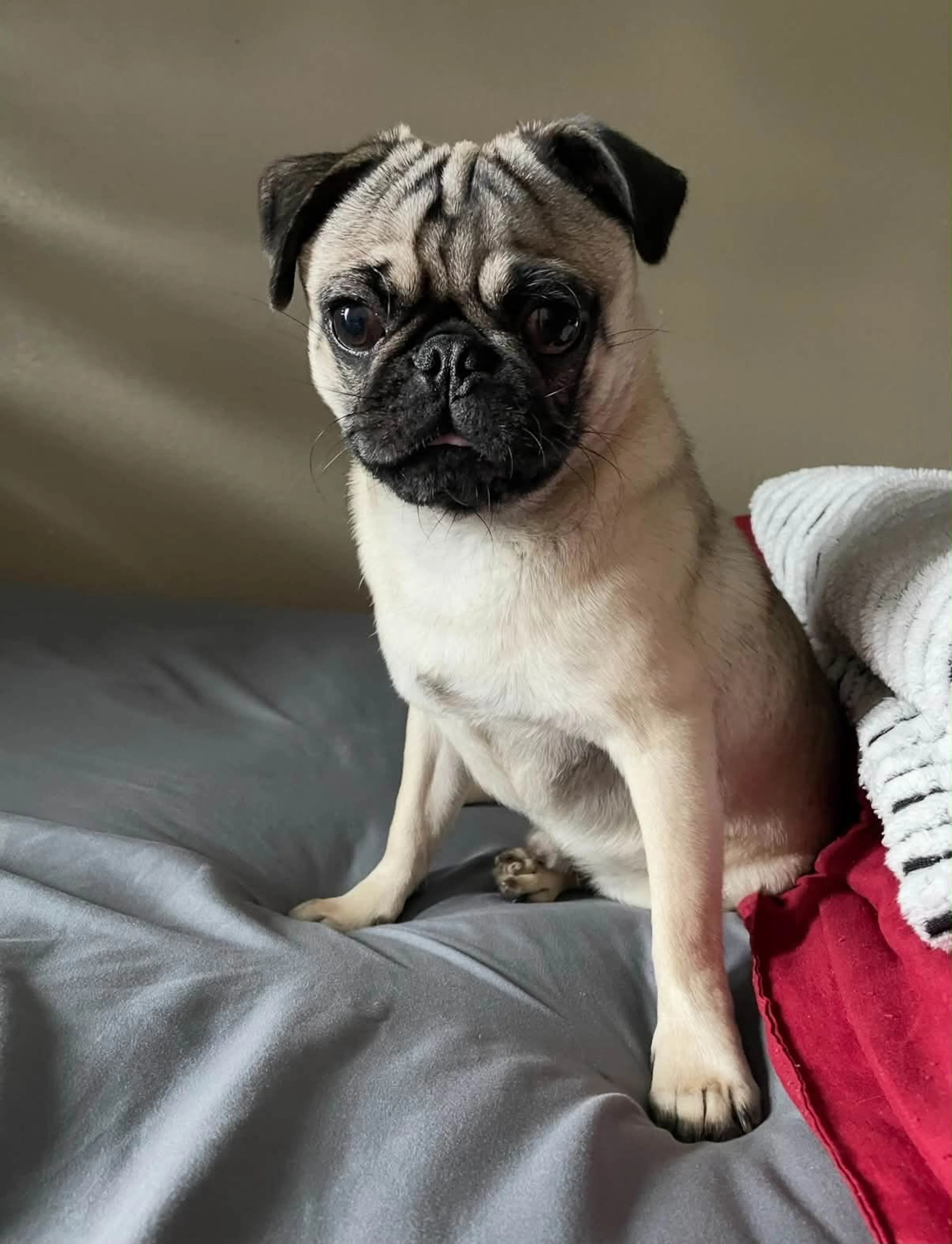 Lost pet-0