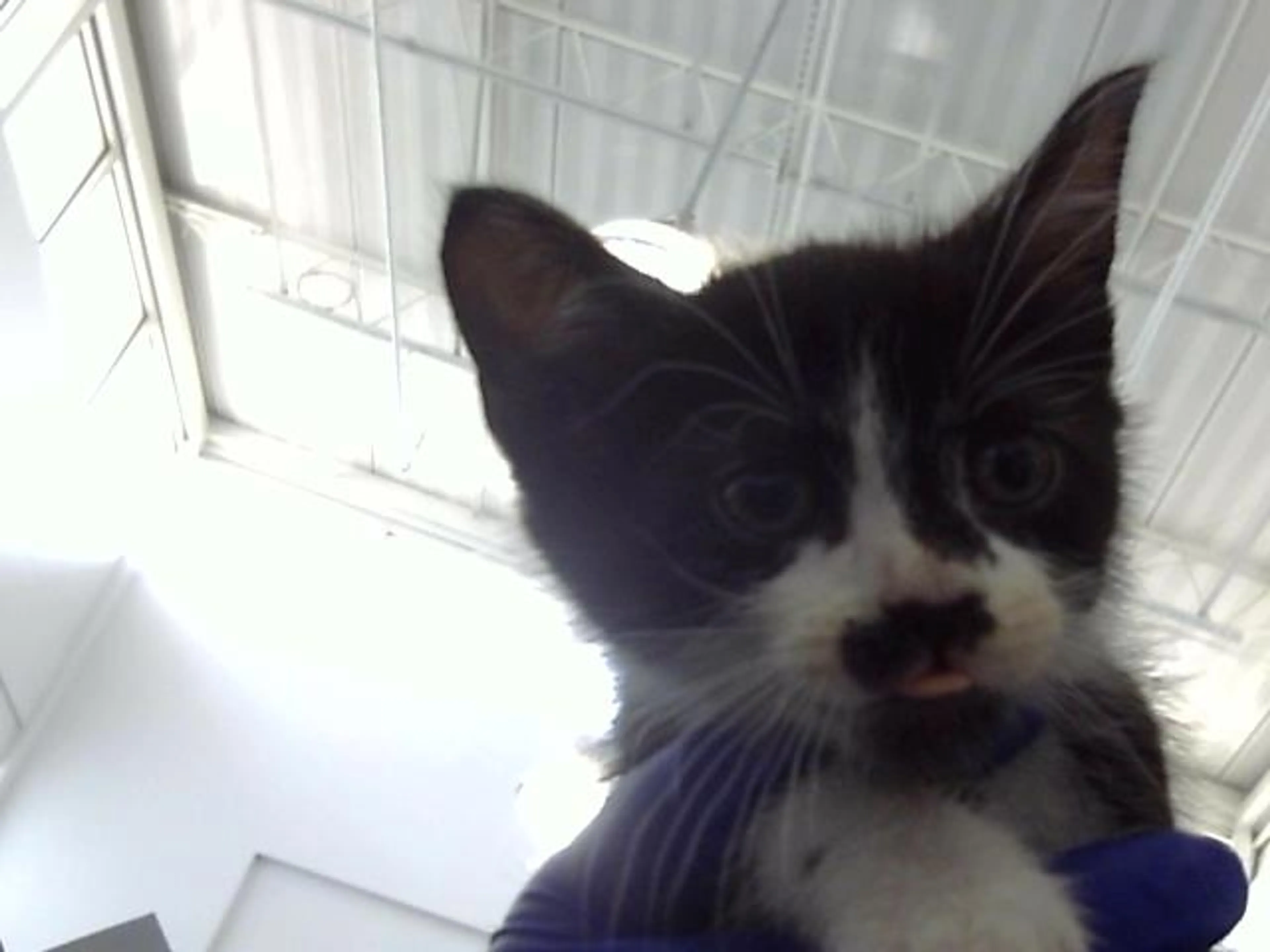 Found pet