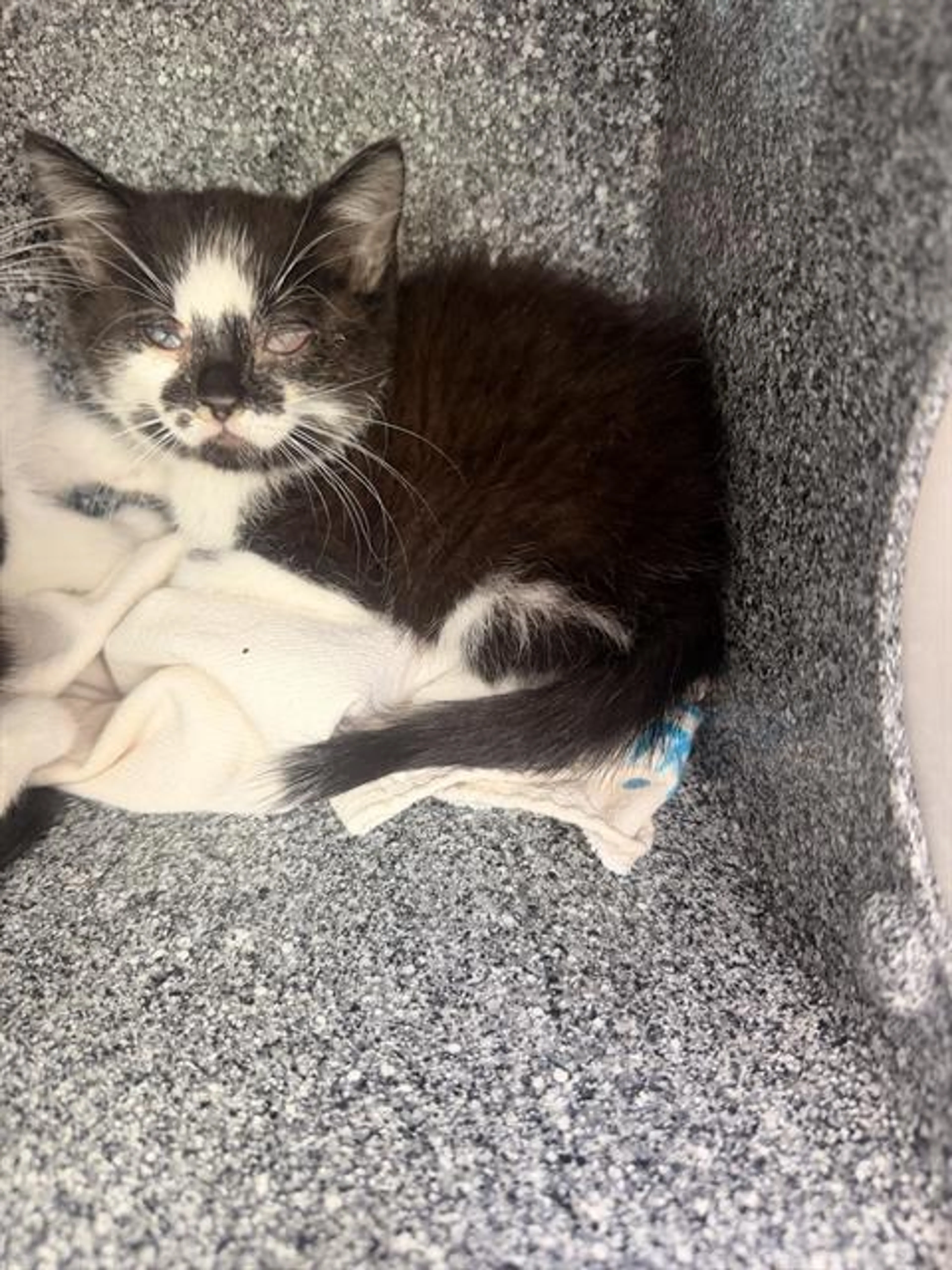 Found pet