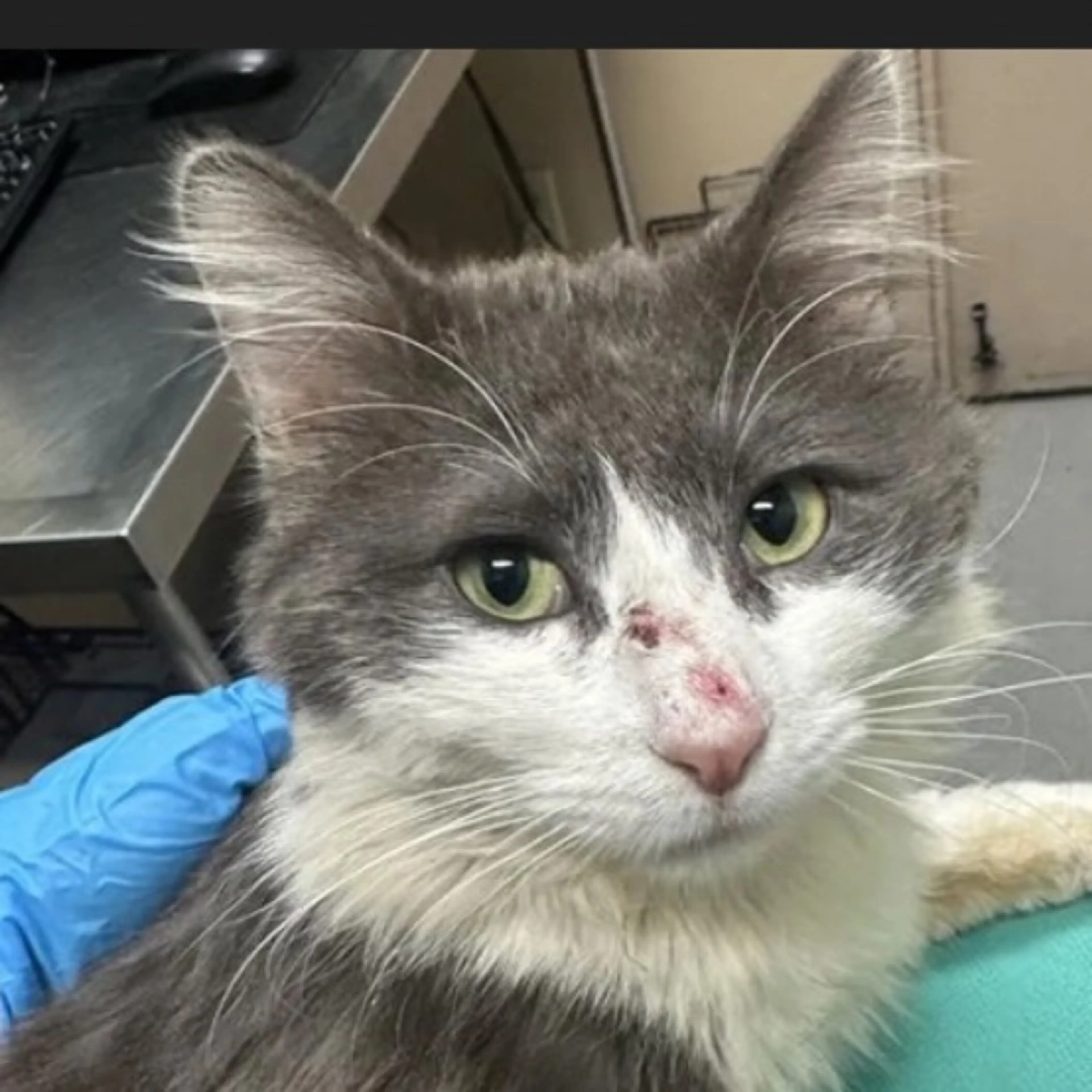 Lost pet