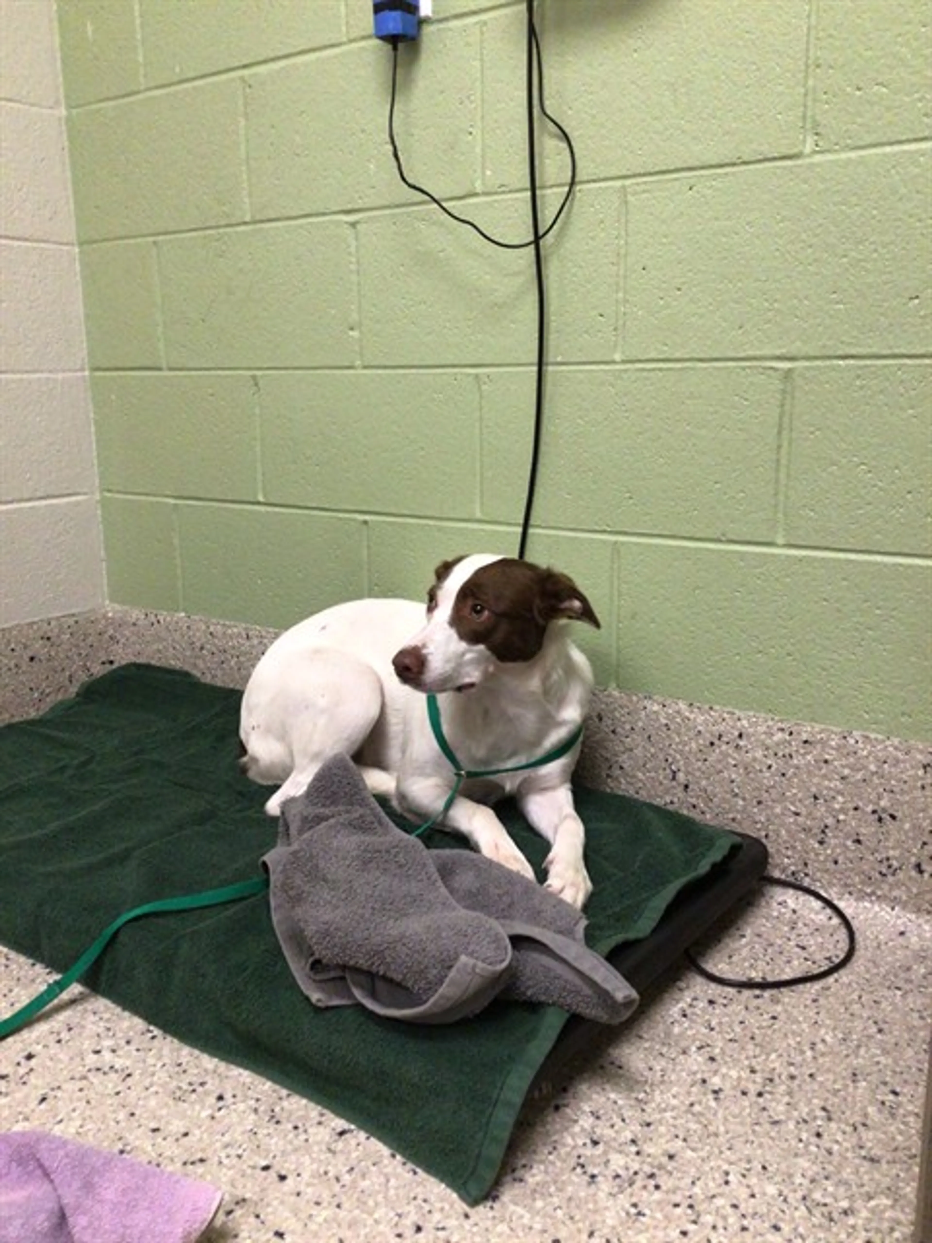 Found pet