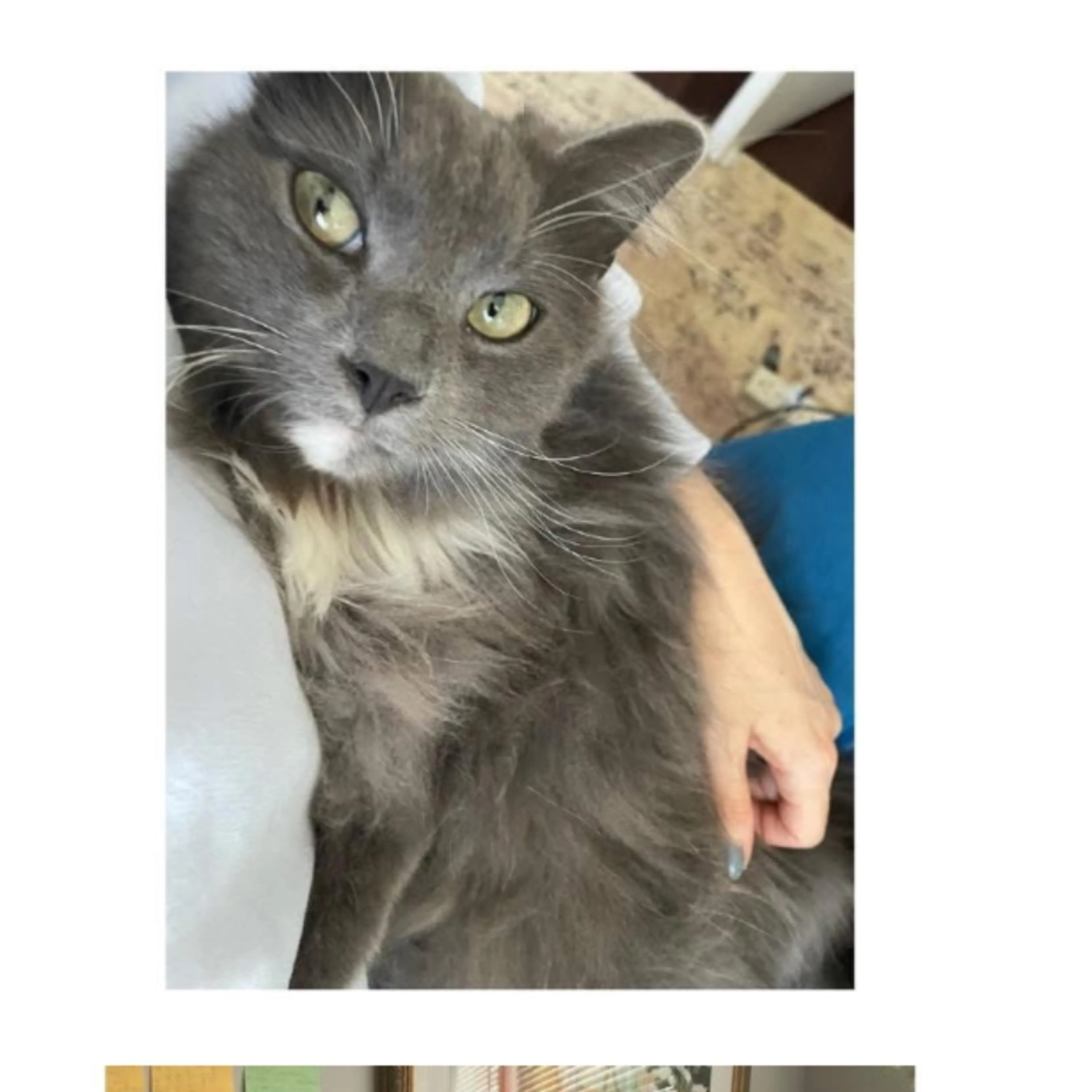 Lost pet