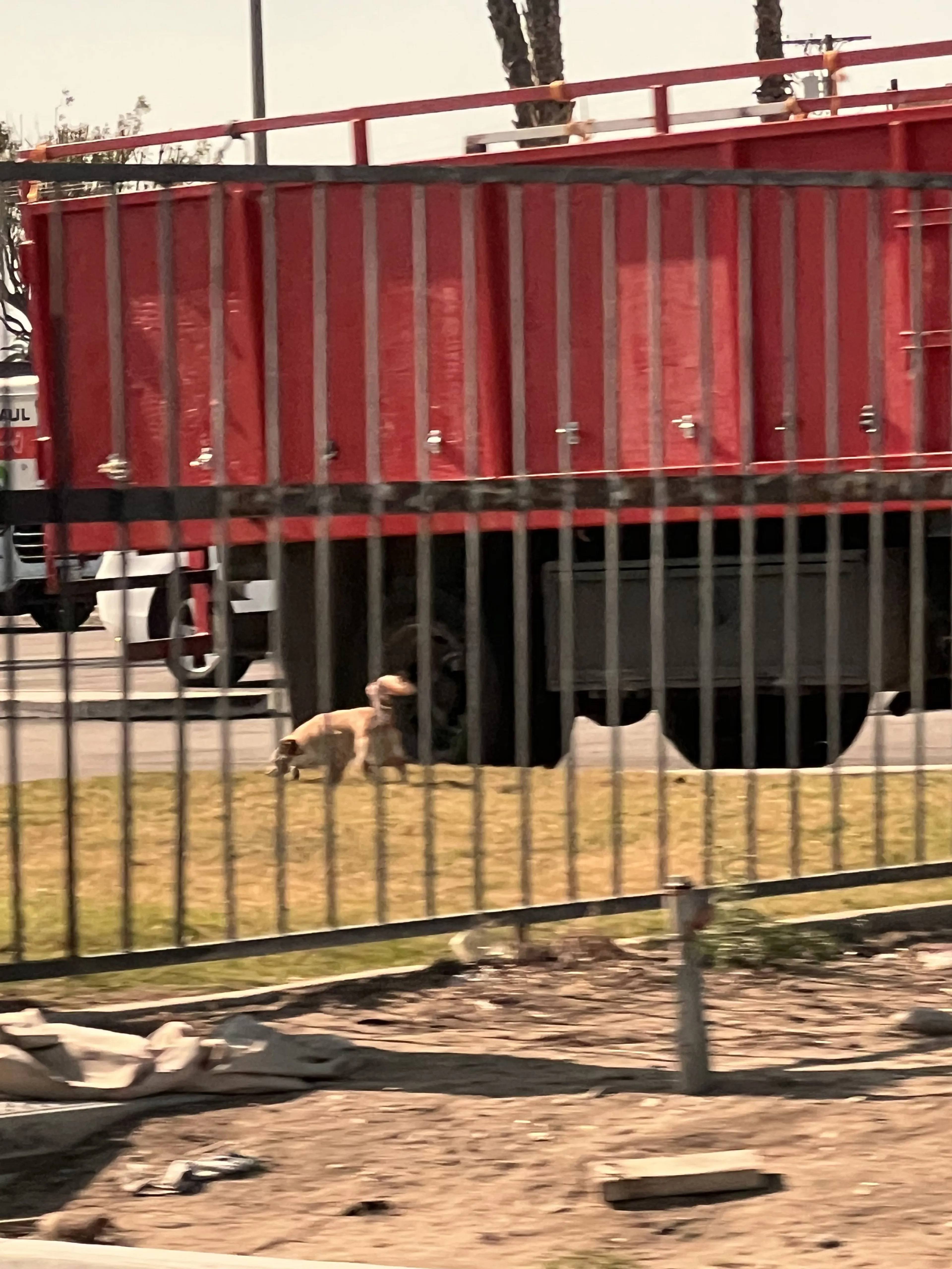 Lost pet-1