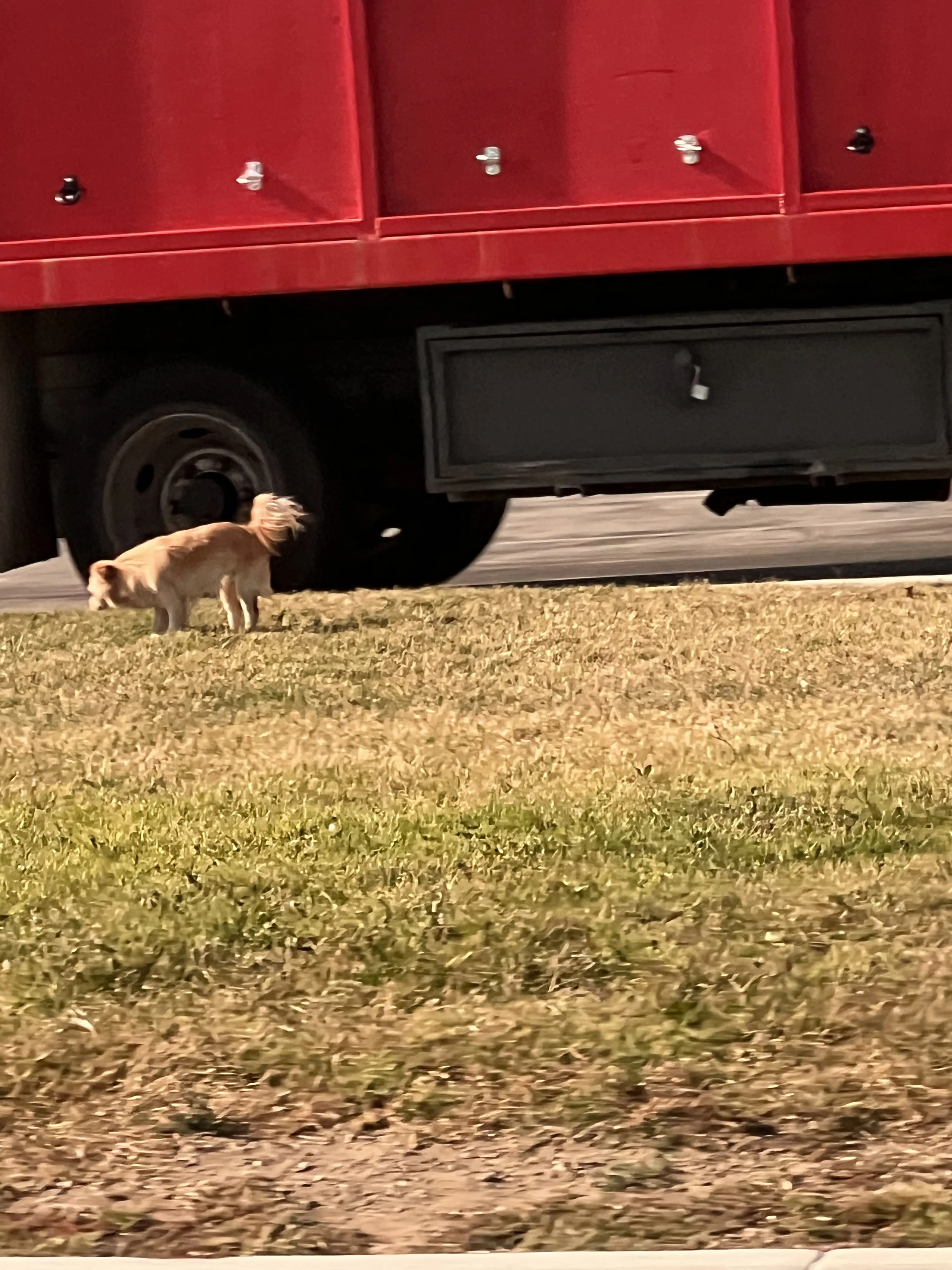 Lost pet-0