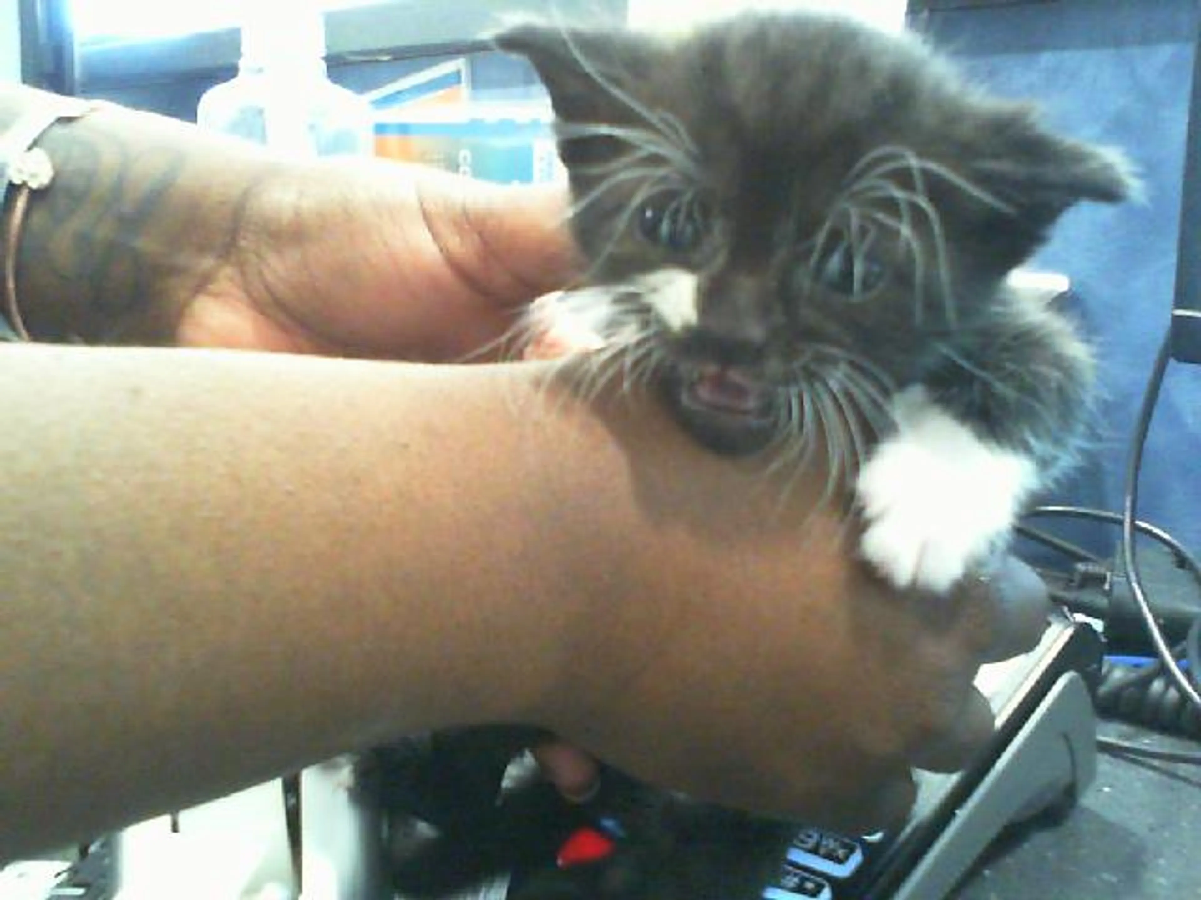Found pet