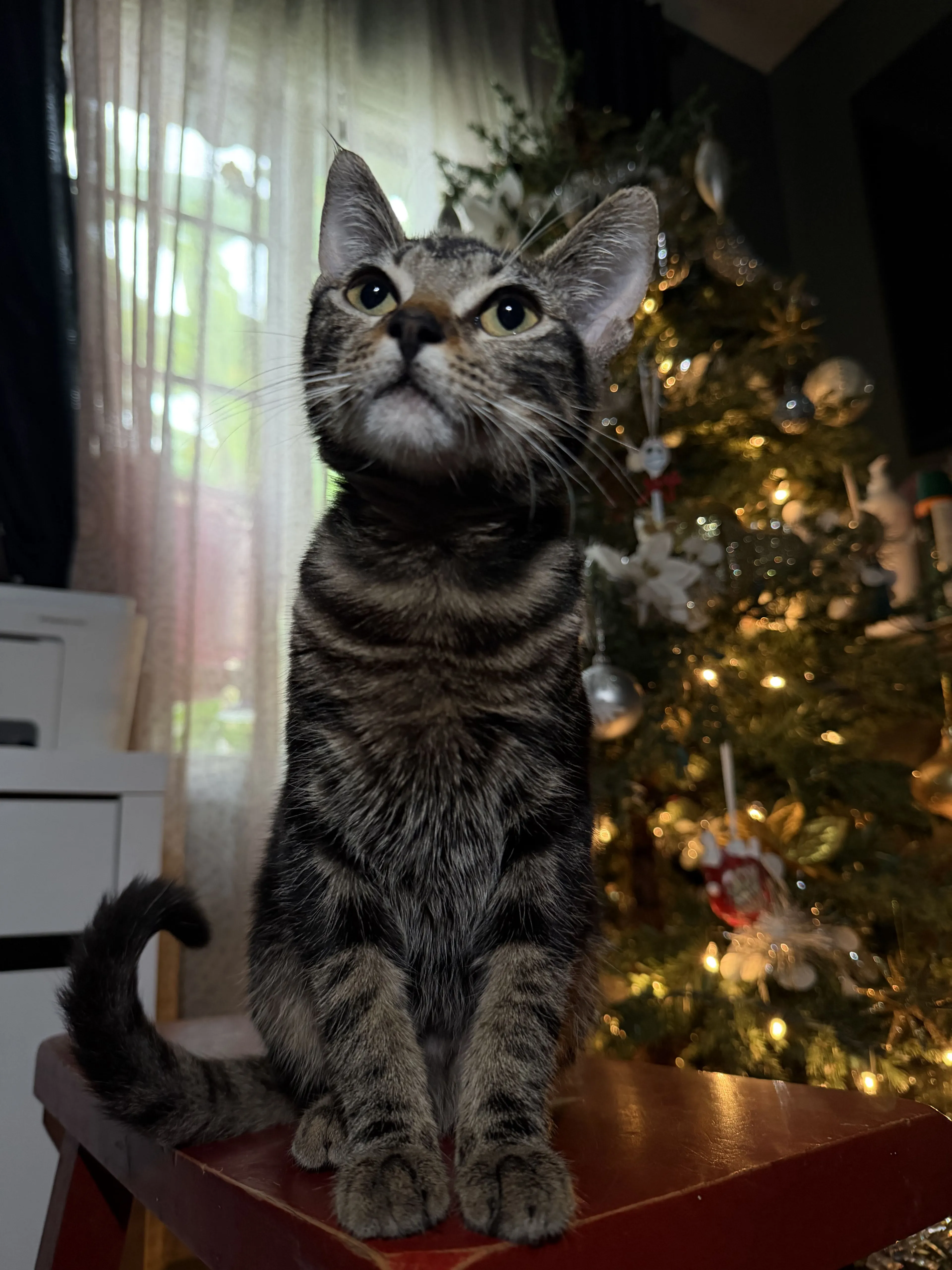 Lost pet