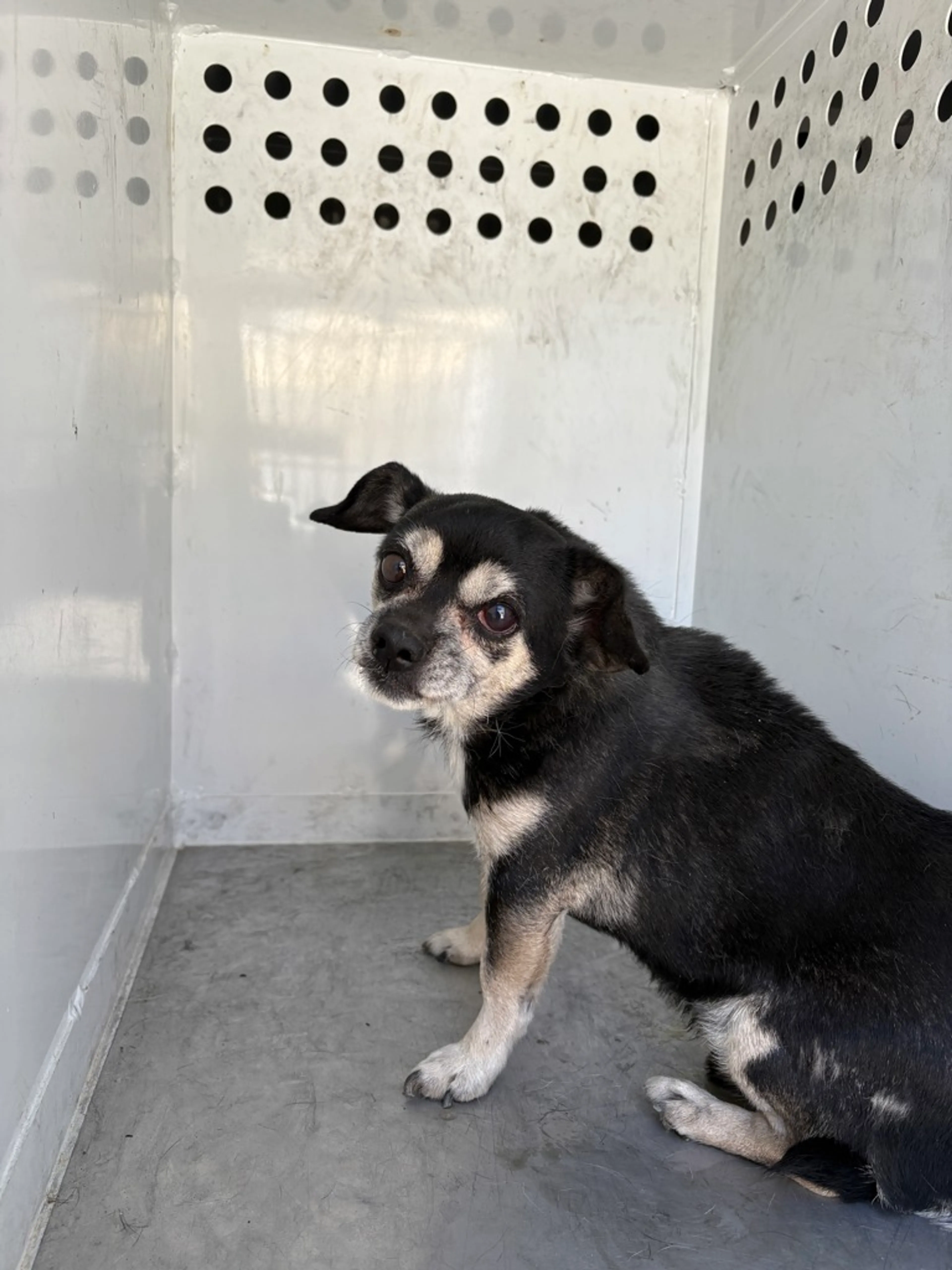 Found pet