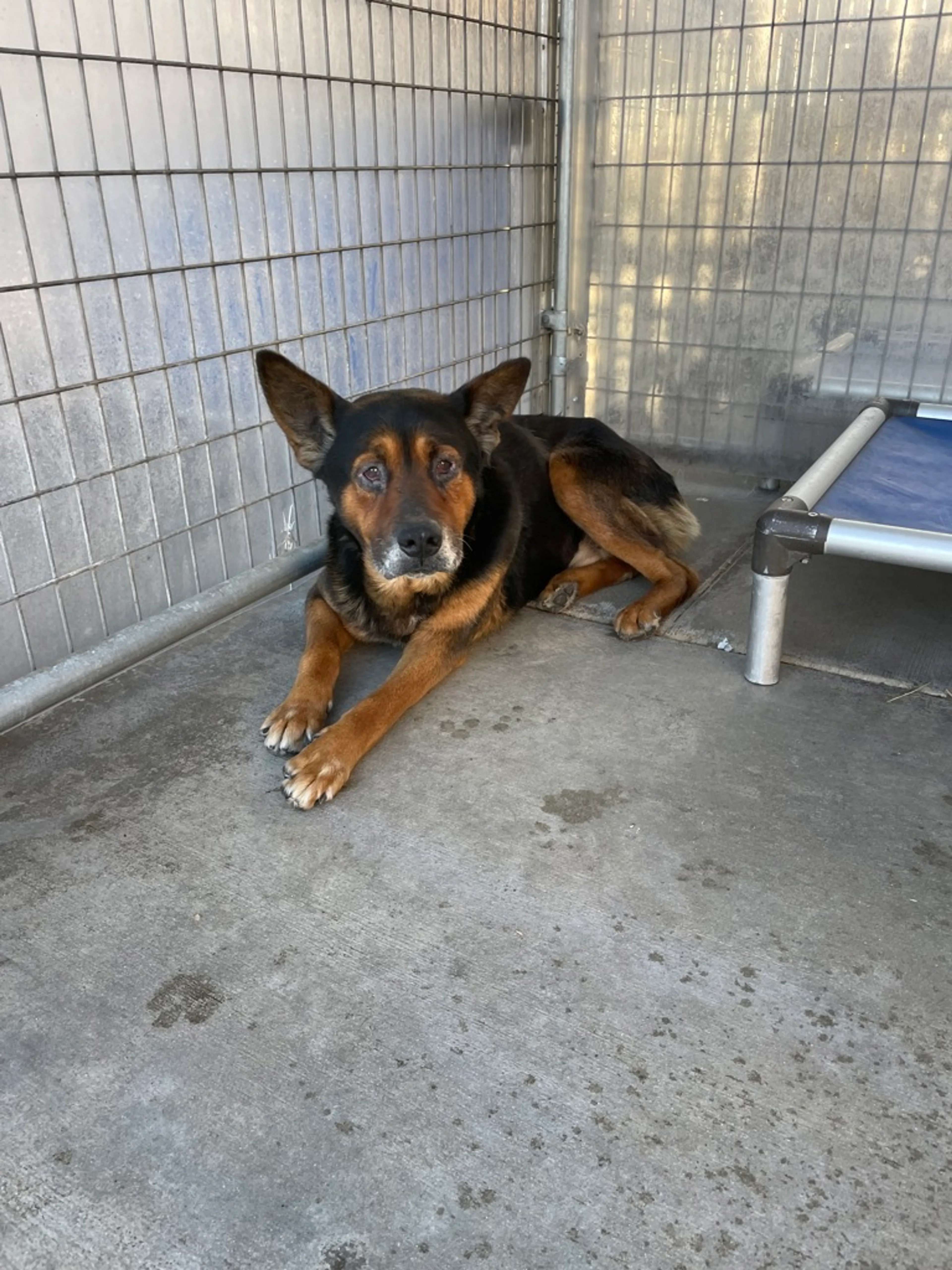 Found pet