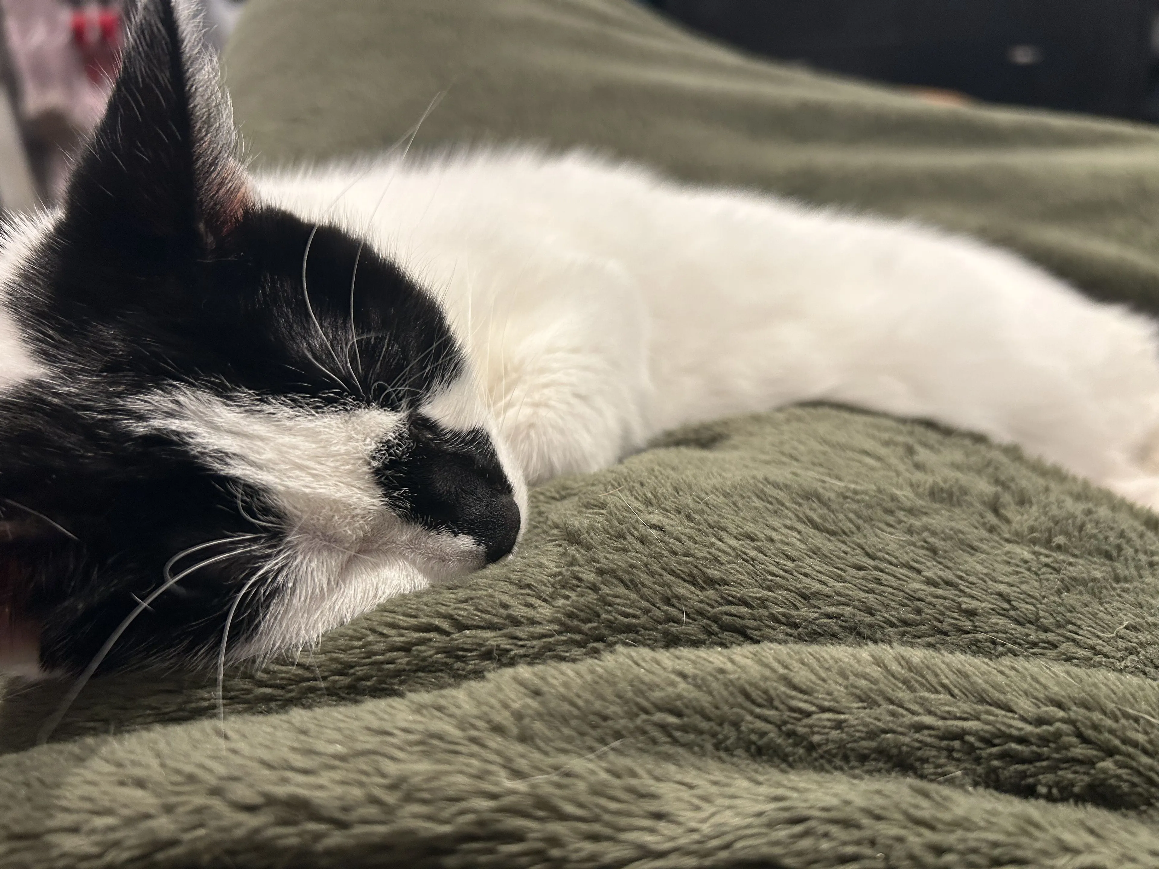 Lost pet-1