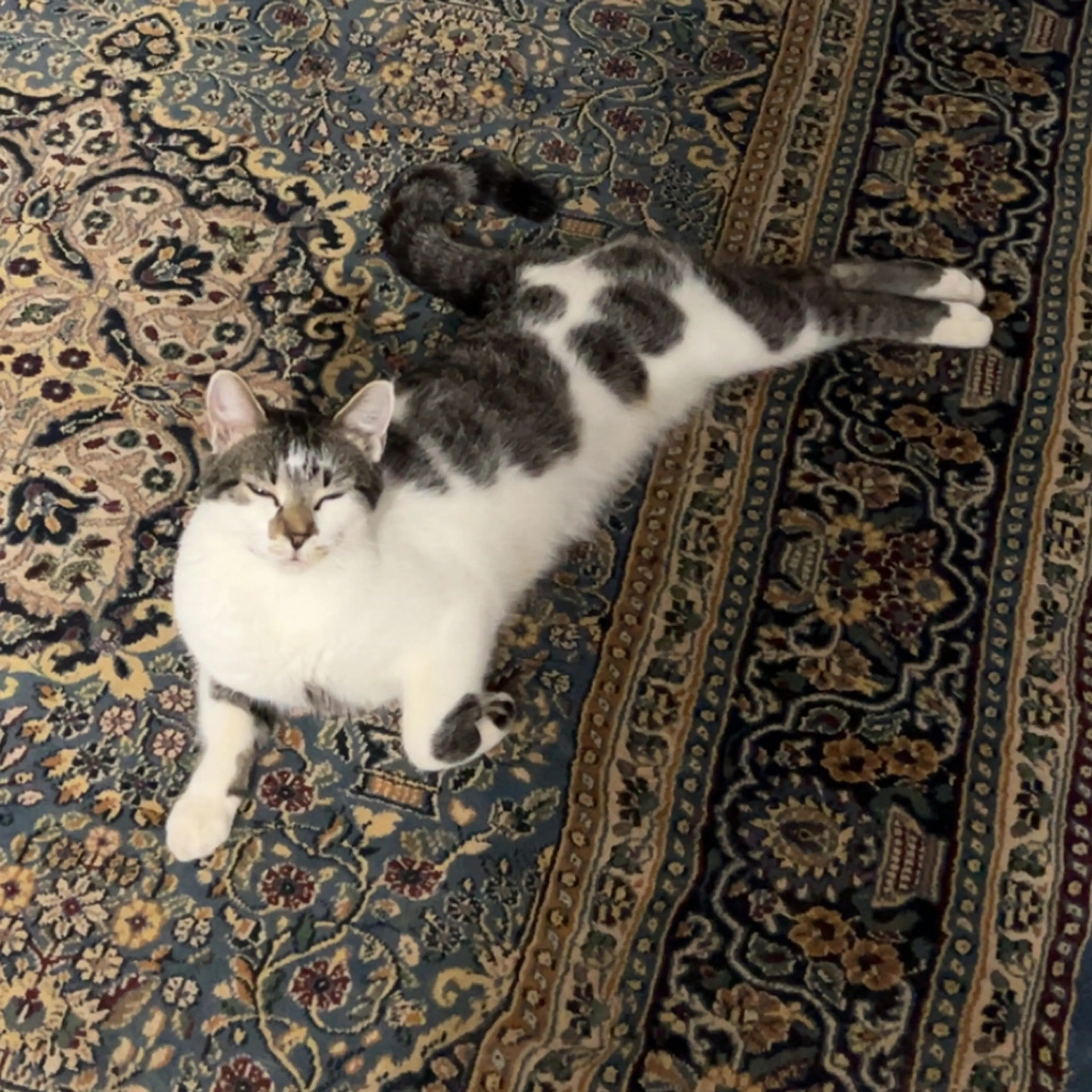 Lost pet-1