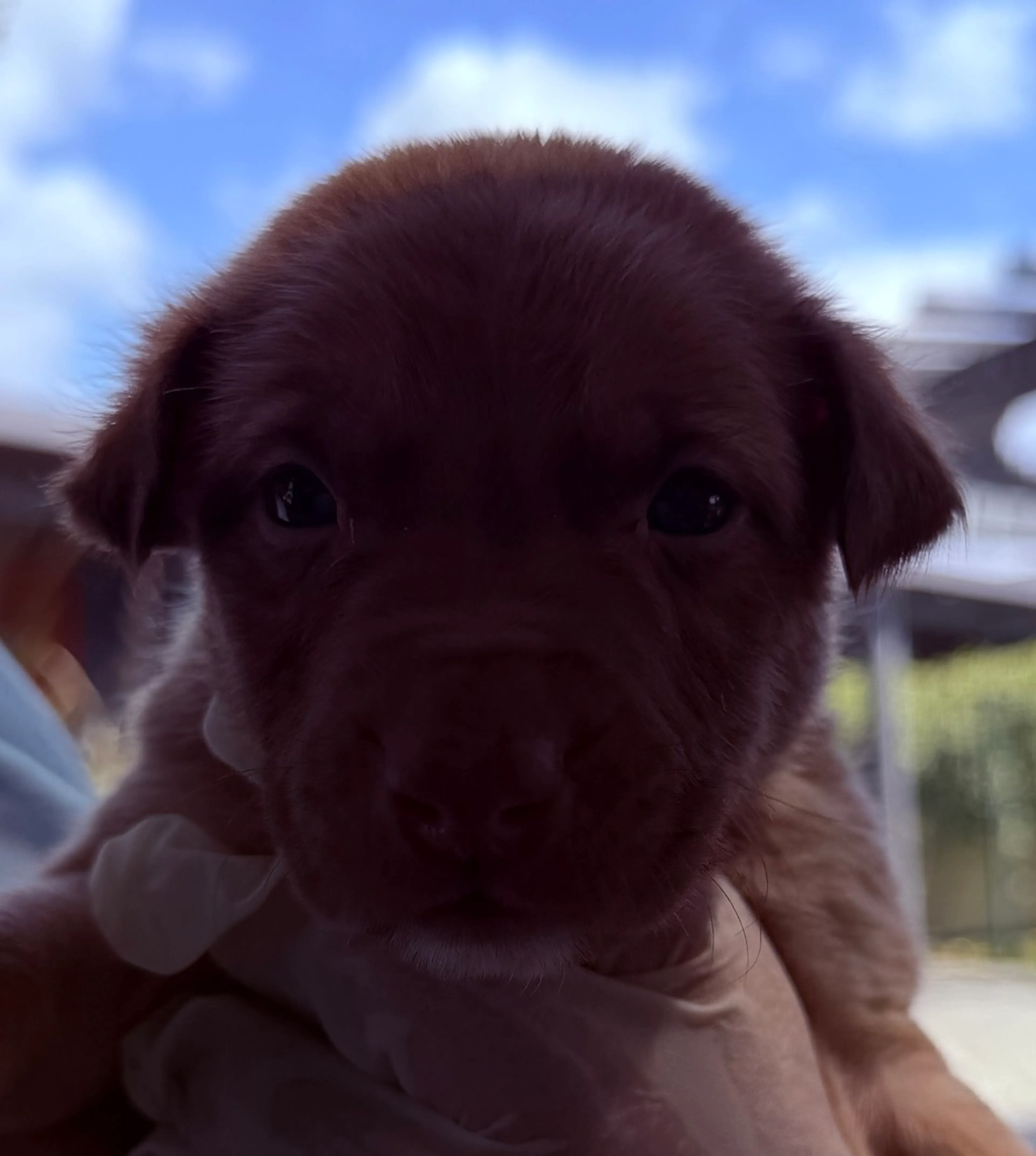Found pet