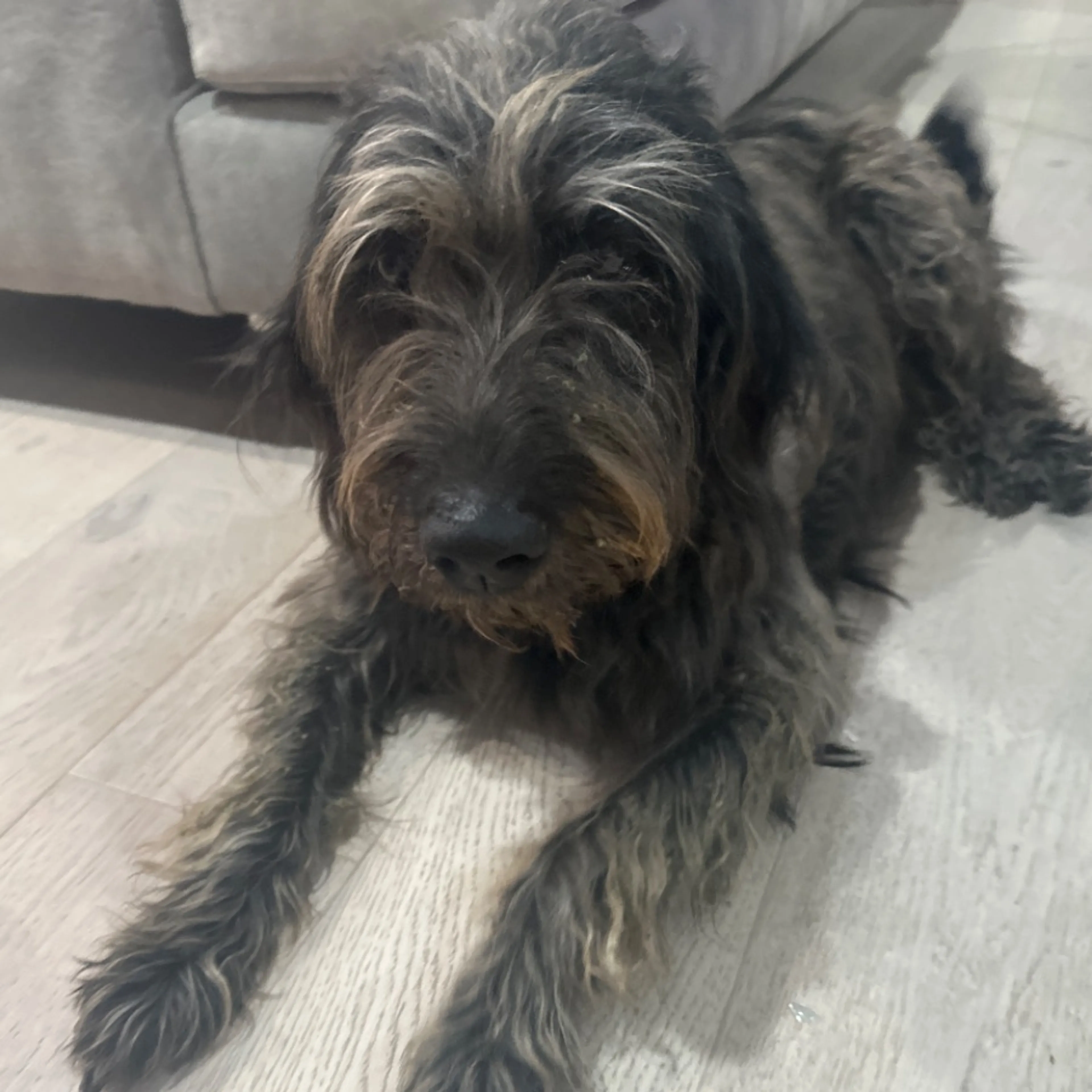 Found pet