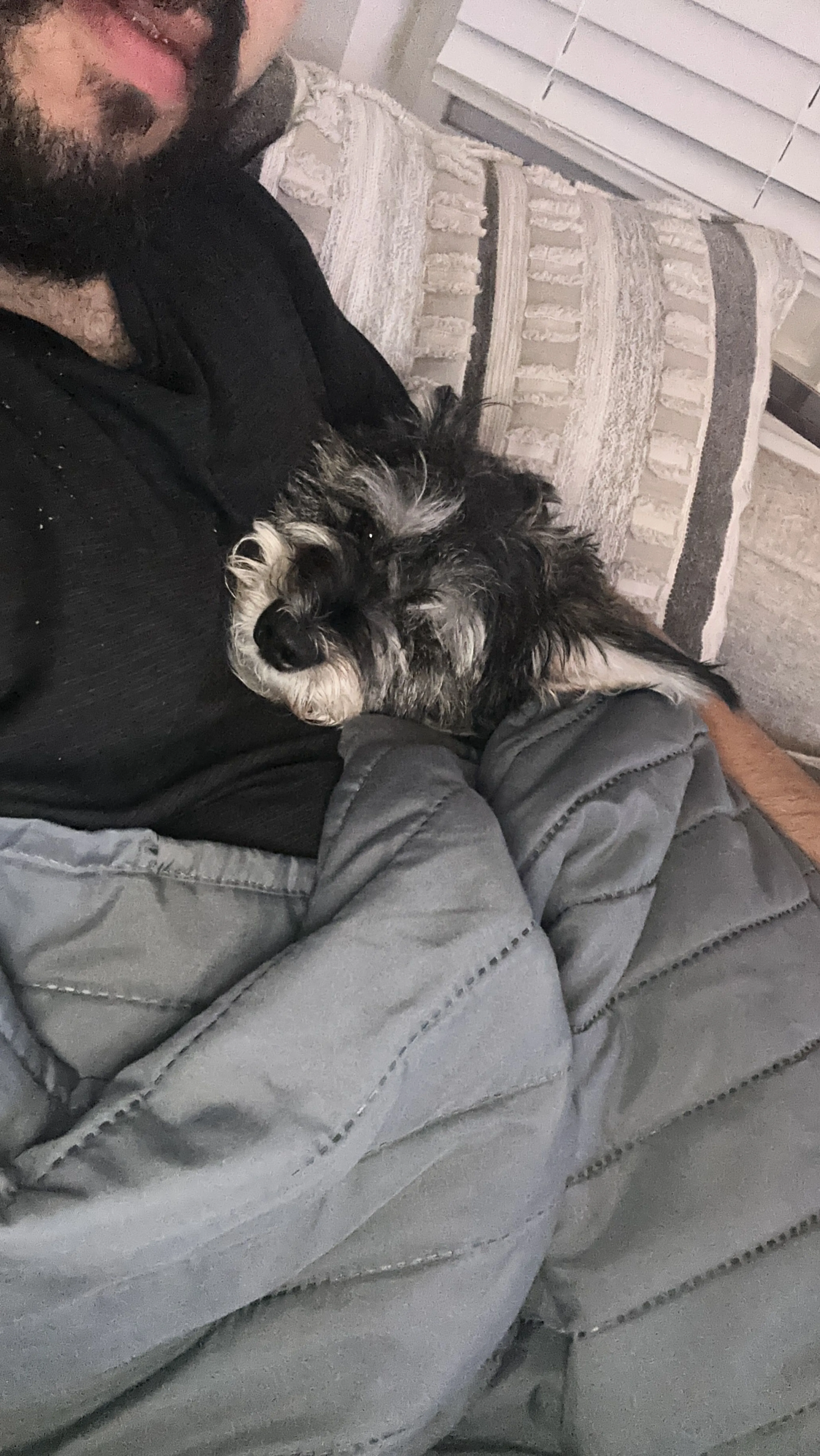 Lost pet