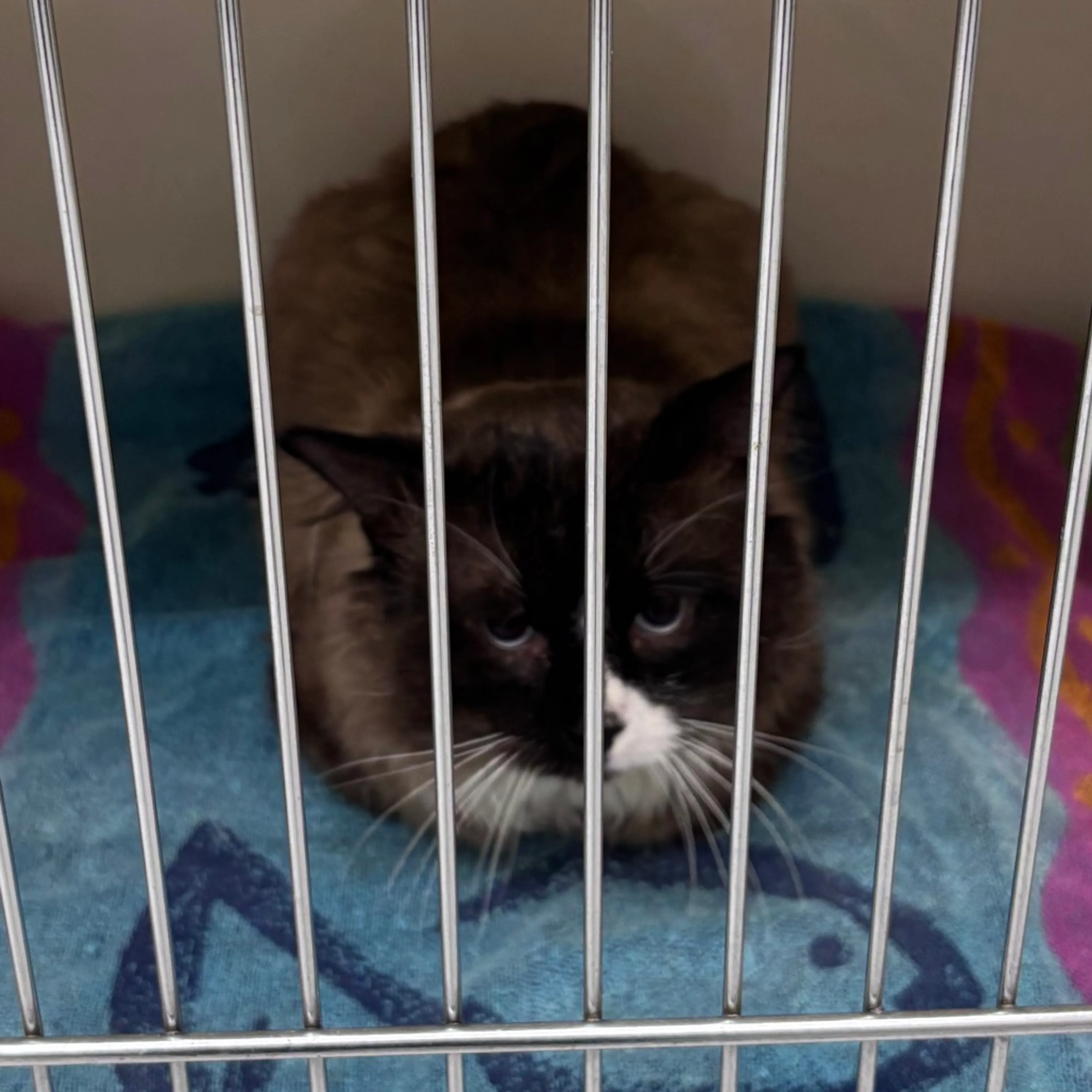 Found pet