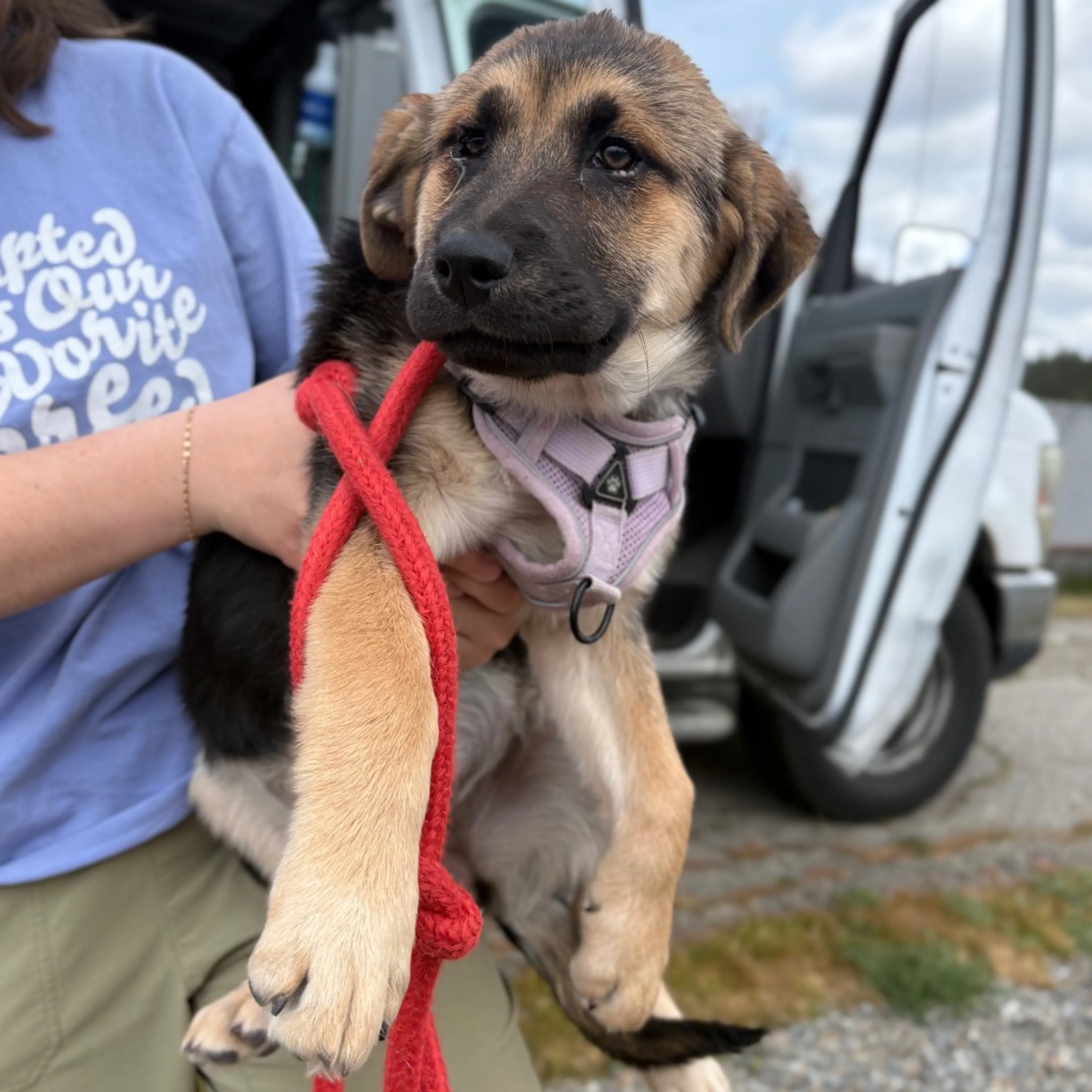 Found pet