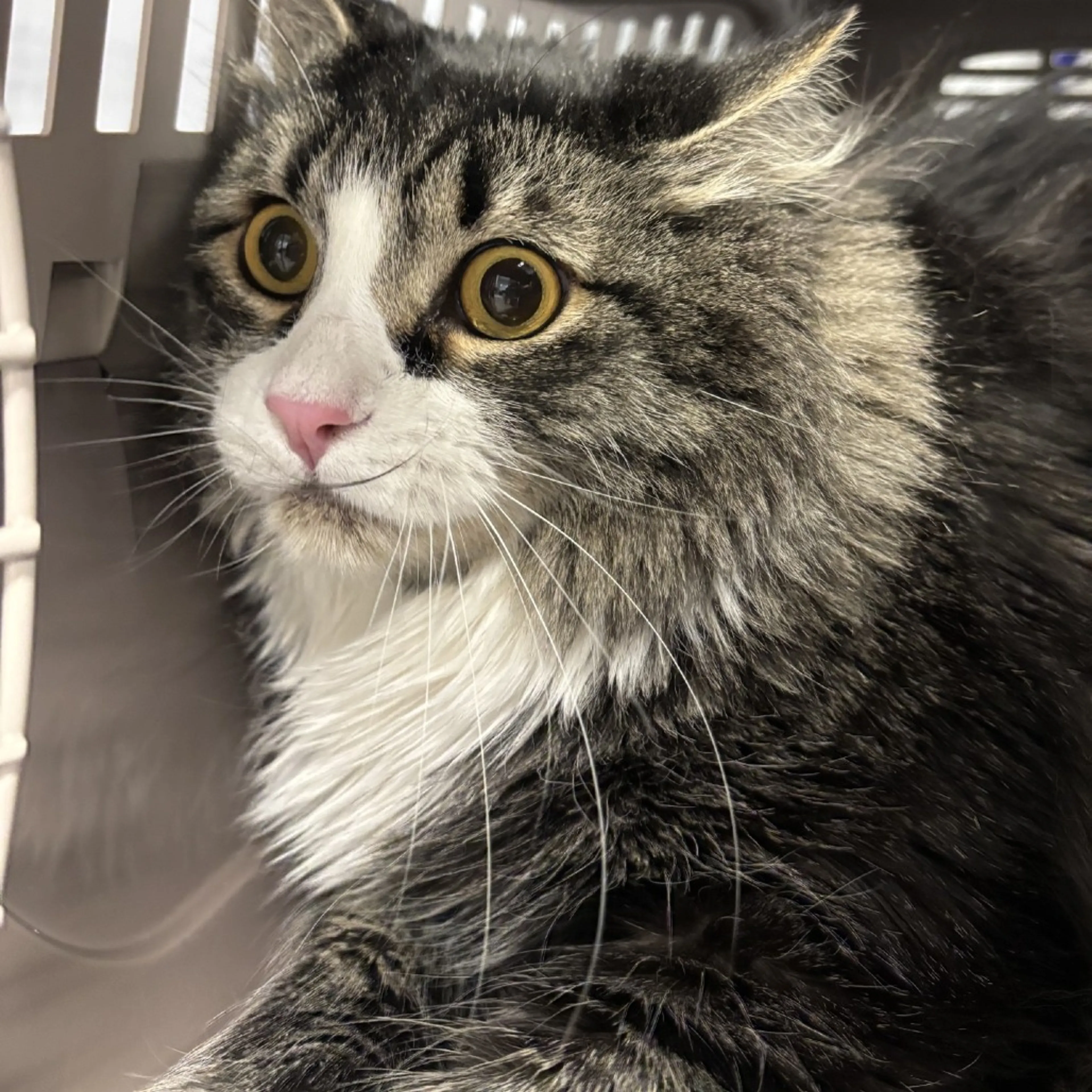 Found pet-1